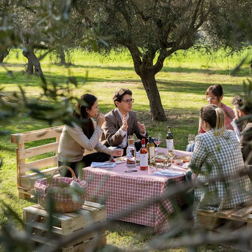 פיקניק בין עצי הזית