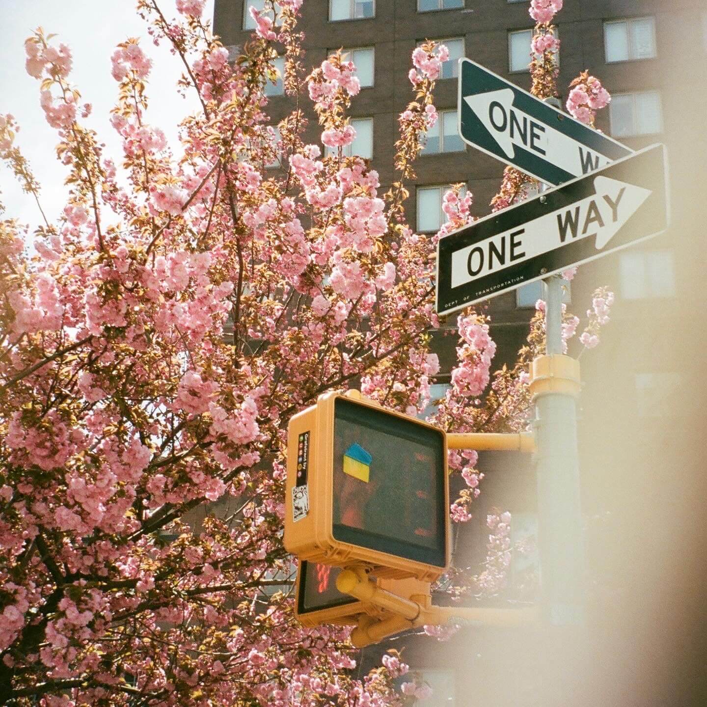 a film photo of a crossing sign with two one way street signs in front of a cherry tree in full bloom