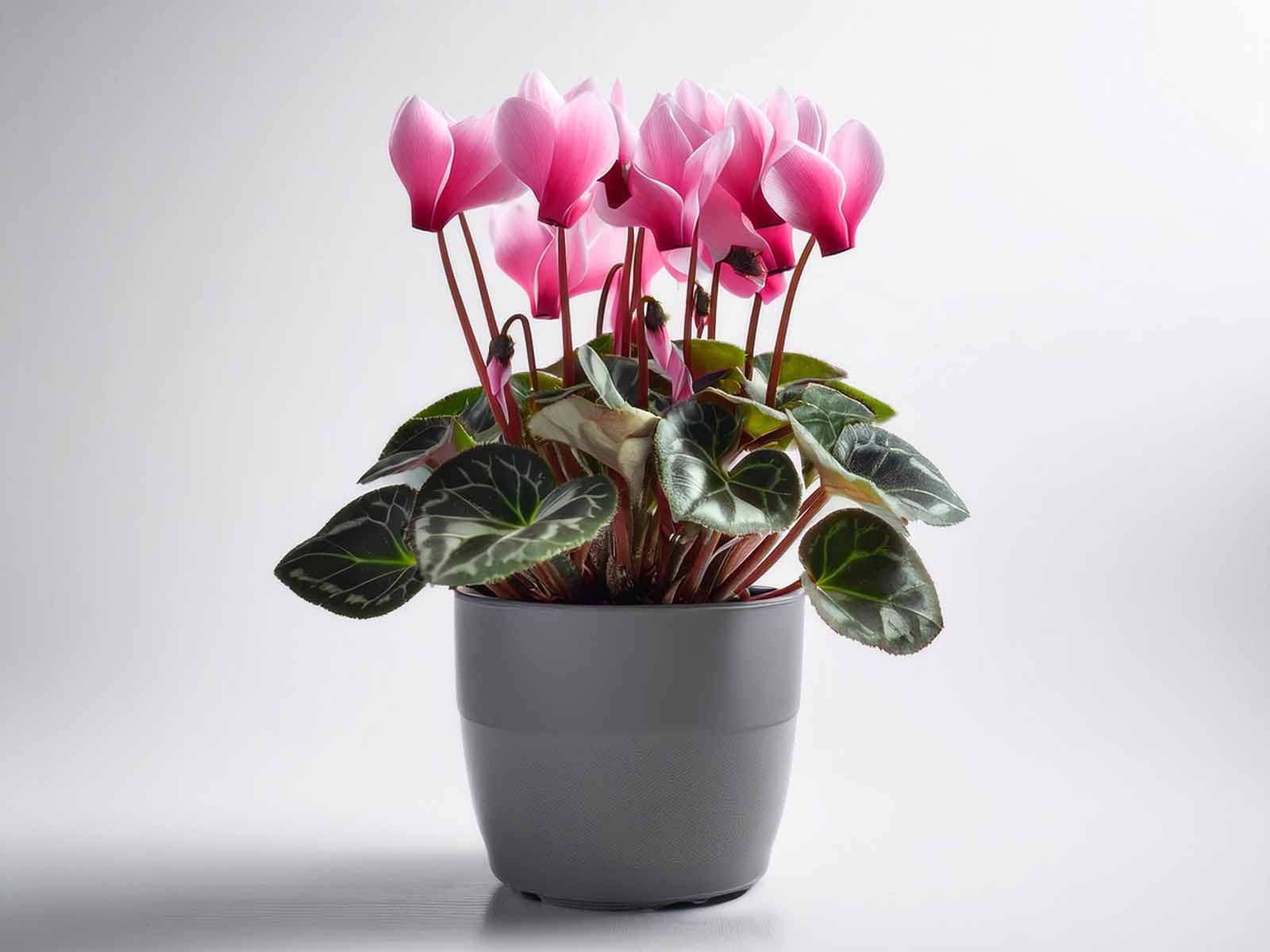 Cyclamen plant with vibrant pink flowers and marbled heart-shaped leaves in a modern St. Louis office, supplied by Tropical Decor