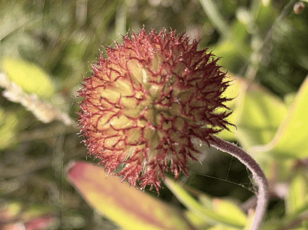 Not a Banksia, but the same symmetry obsession at work - a seed pod that stopped me in my tracks years later.