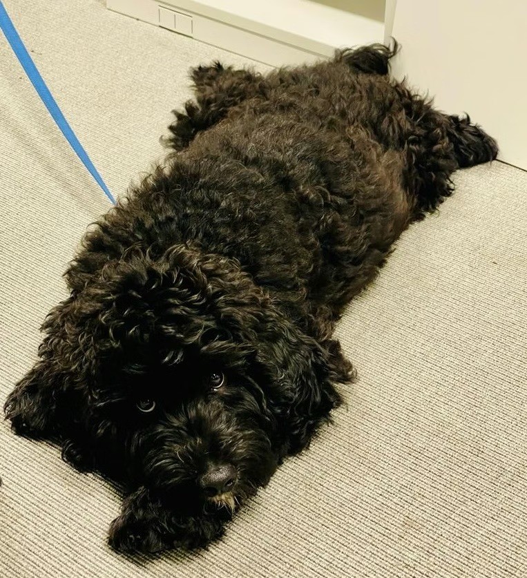 Photo of dog Nobu