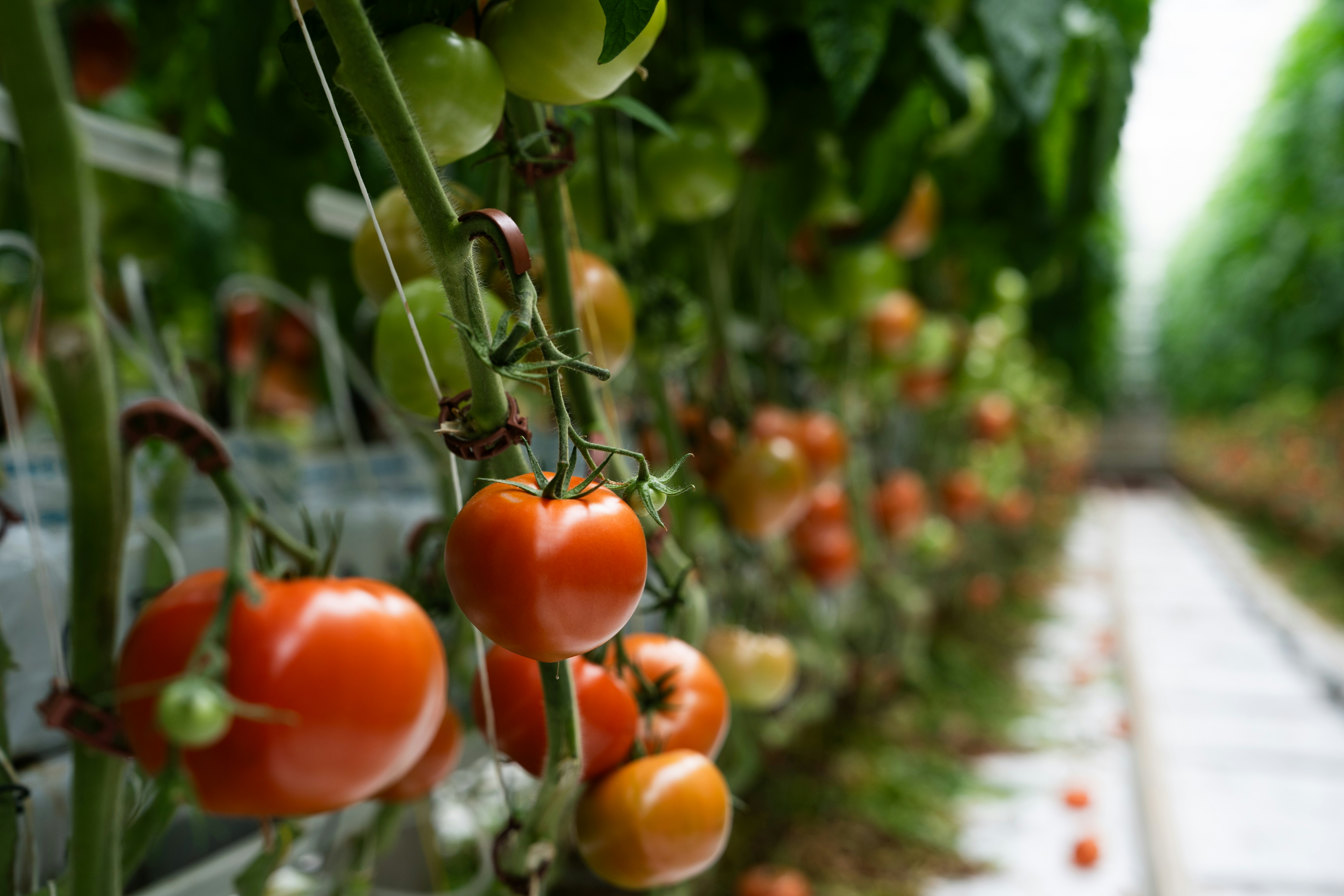 Fresh tomatoes growing in a greenhouse.