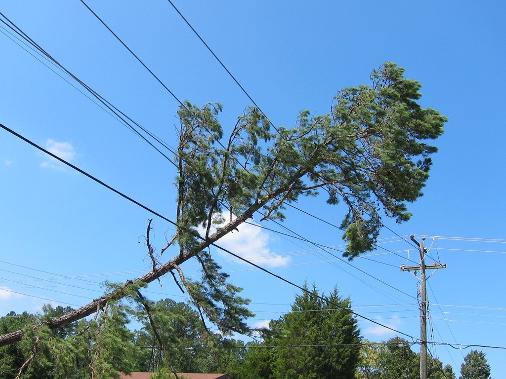 fallen tree removal service