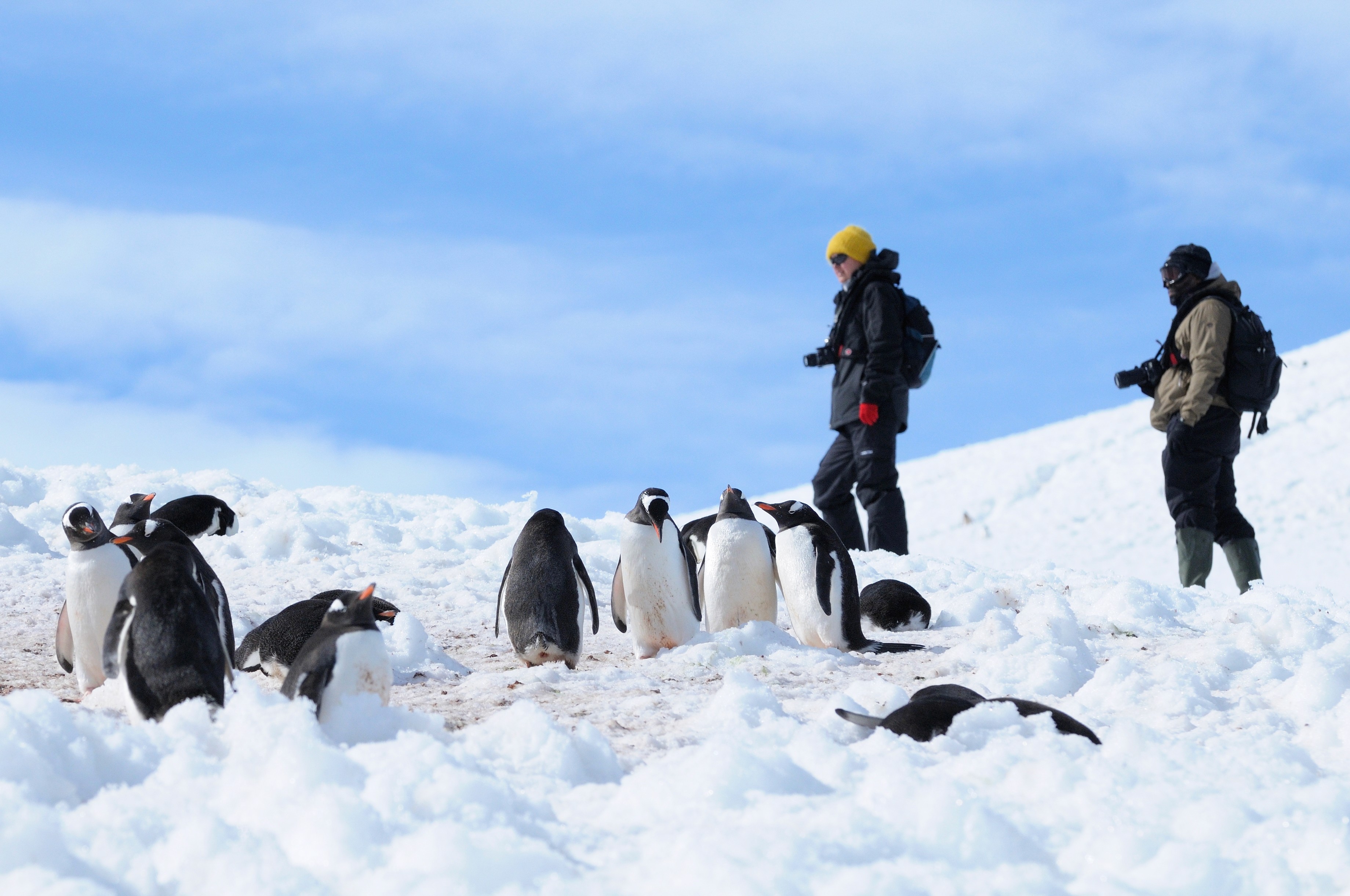 The photograph depicts a snowy landscape with a group of penguins and two human figures. The penguins, likely Gentoo penguins, are scattered across the snow, some standing upright while others are lying down