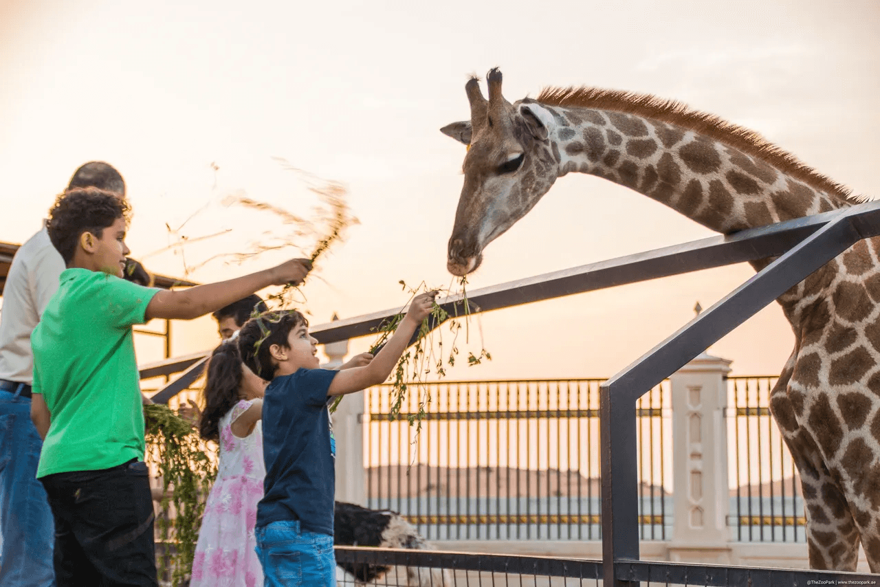 The Complete Guide to The Zoo Wildlife Park in Umm Al Quwain