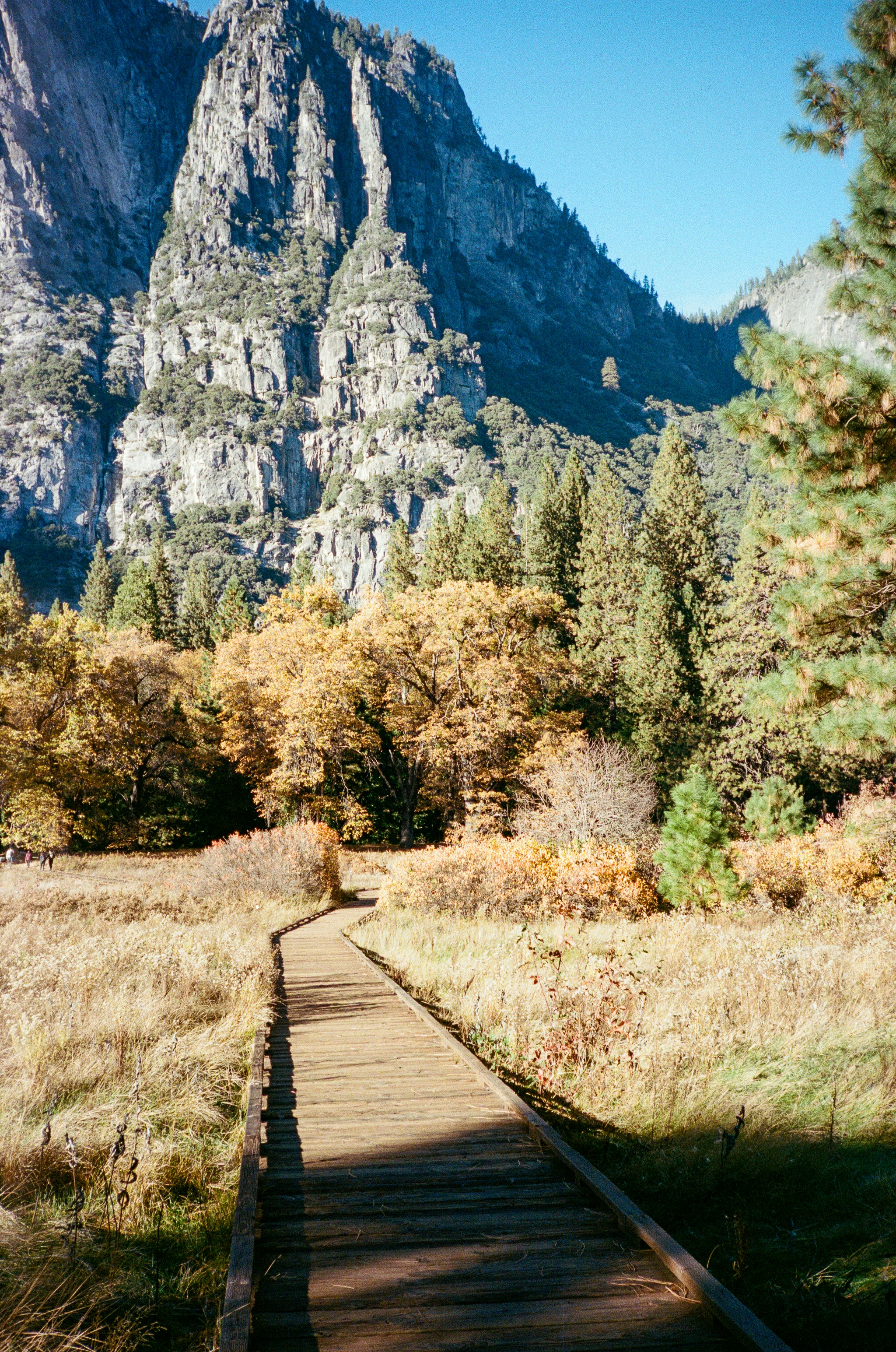 Wooden path through autumn trees with mountain backdrop.