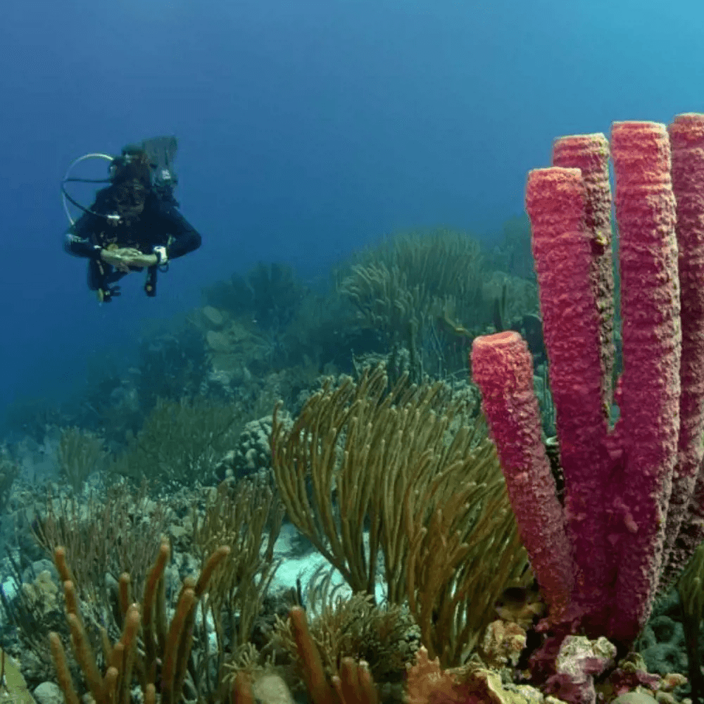 Self reliant diver in Bonaire