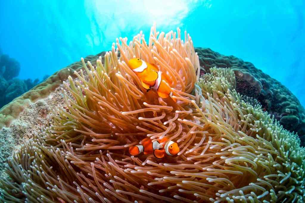 Great Barrier Reef snorkelling spots