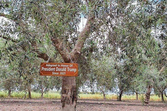 An olive tree adopted in honor of President Donald Trump at Moshav Hayogev, Aug. 4, 2025. Photo courtesy of Tal Marom.