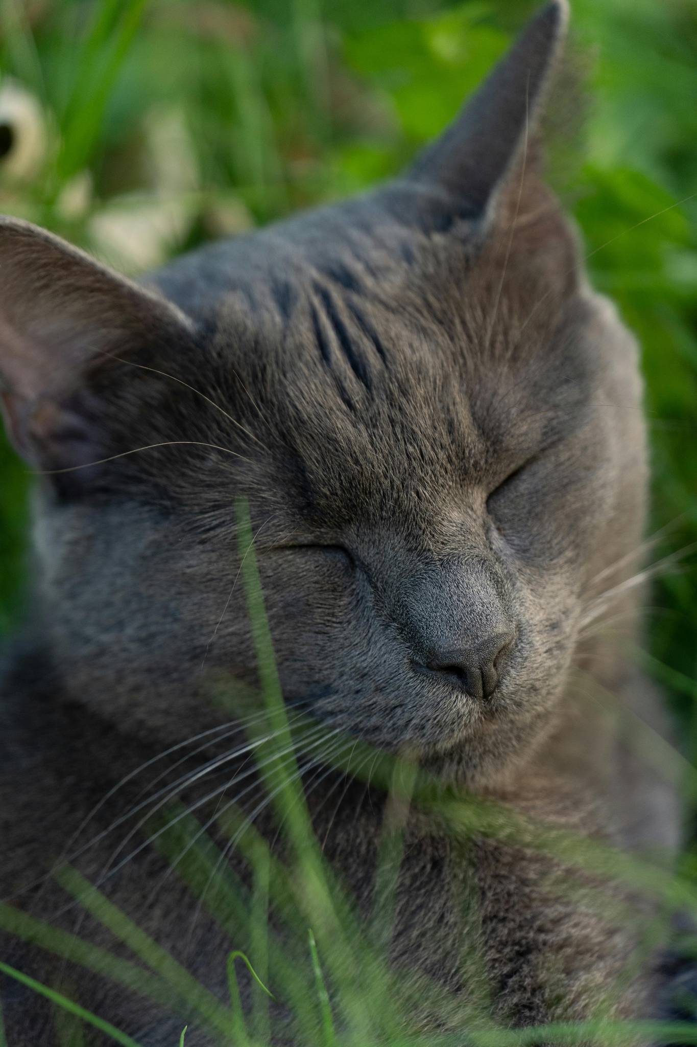 Russian Blue Breed History