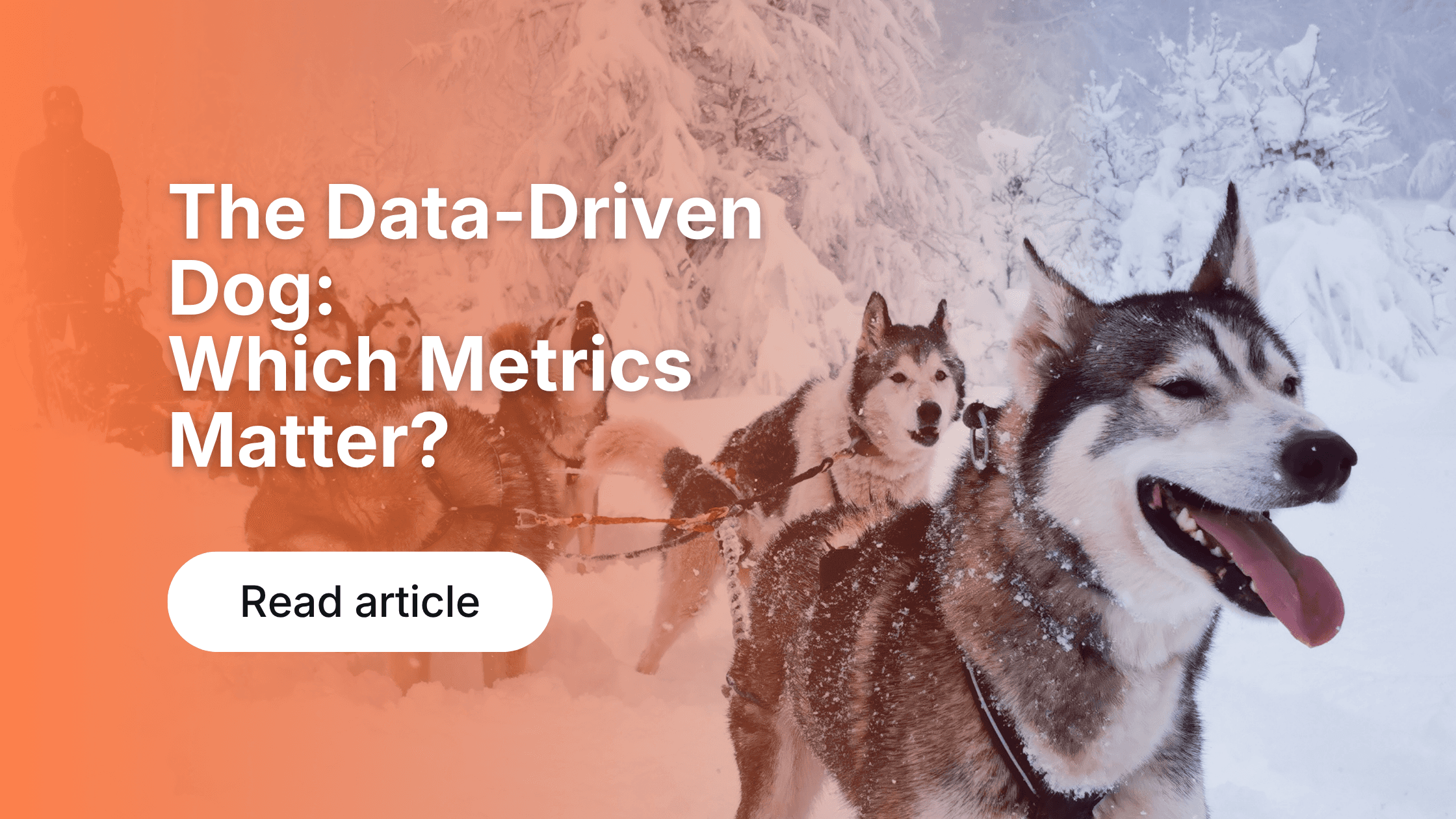 The Data-Driven Dog: Which Metrics Matter?