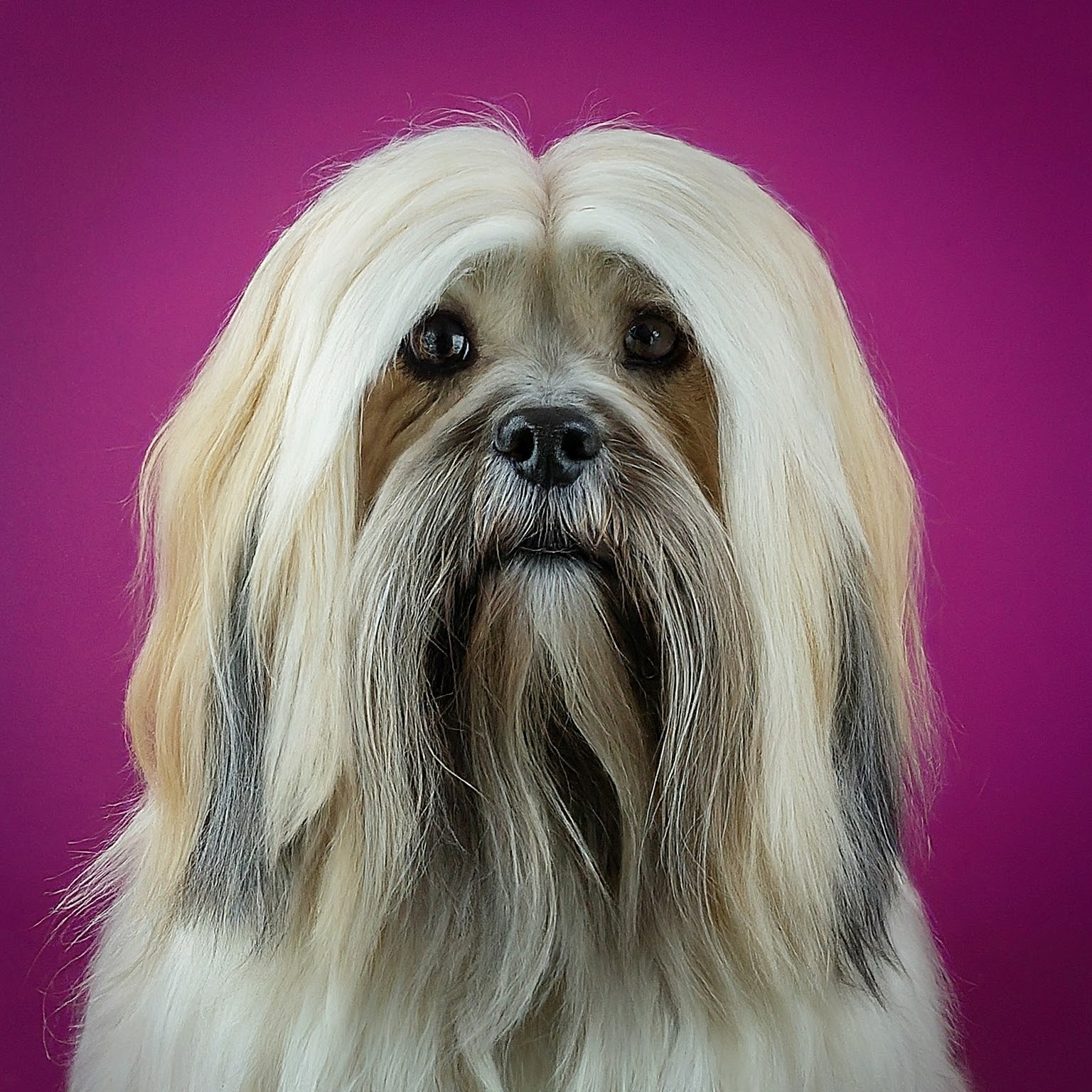 BUDDYUNO Lhasa Apso