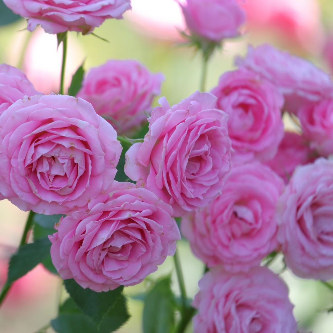 Visual comparison of flowers similar to peonies