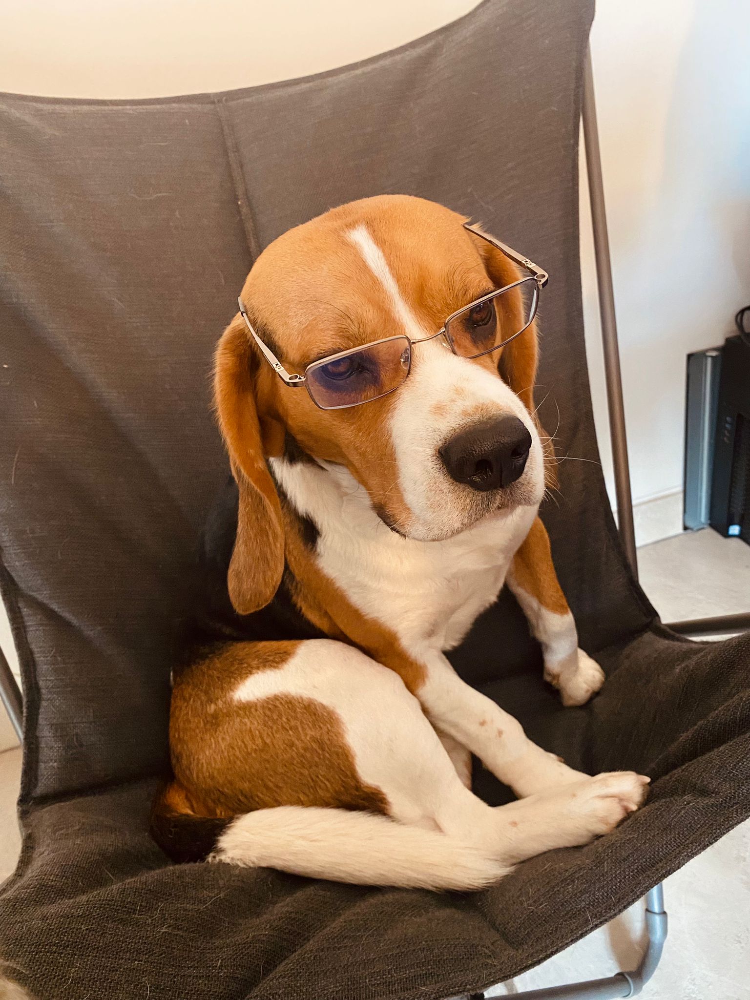 A beagle dog sits on a dark fabric chair, wearing sunglasses. The dog looks relaxed with its head tilted slightly and one ear flopped forward, creating a playful and cool expression.