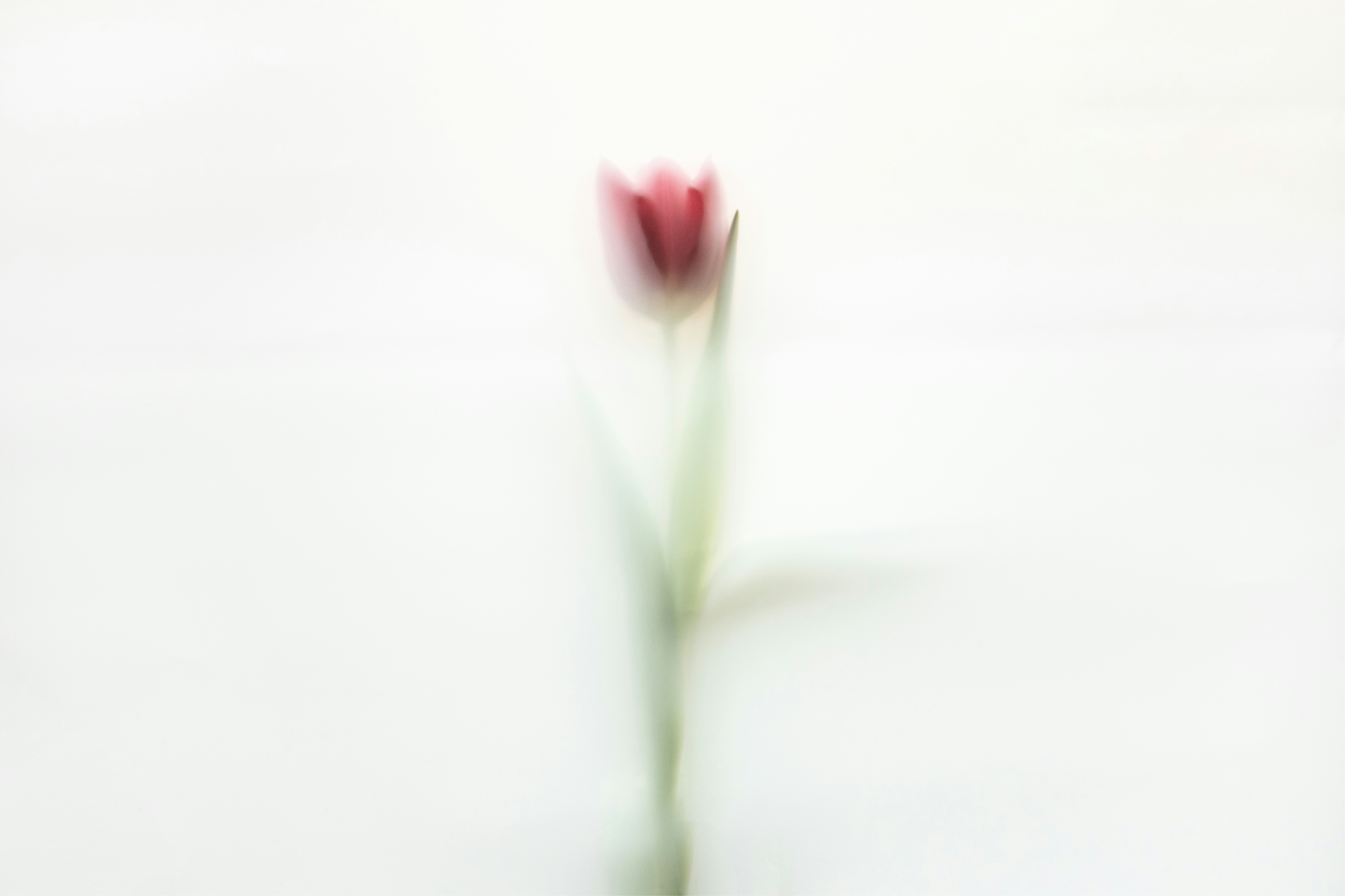 A single blurred red tulip on a white background