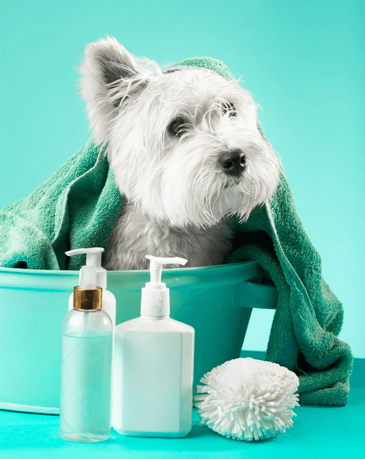 focus photography of long-fur brown cat