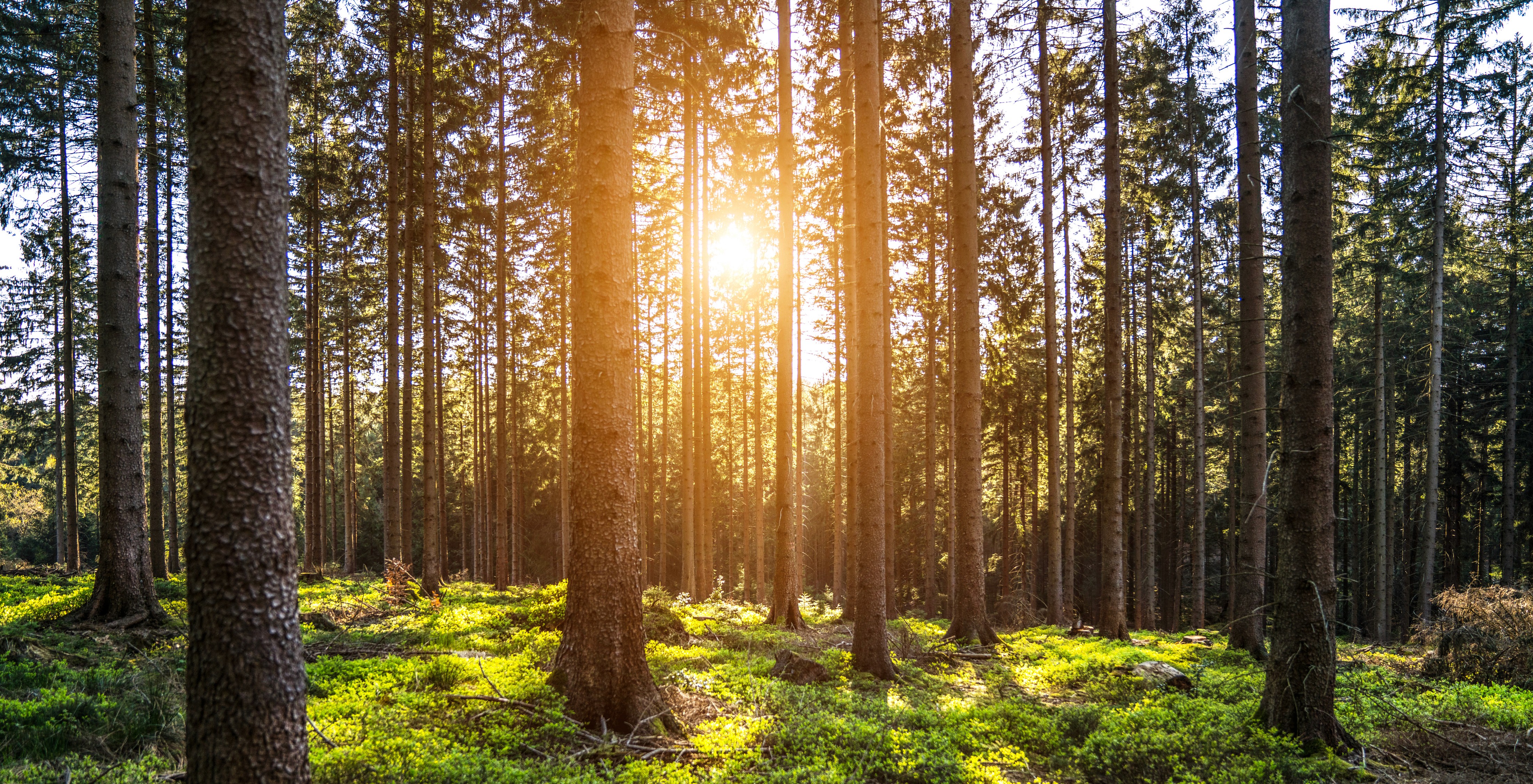 Sunlight filtering through a sustainably managed conifer forest, symbolising renewable forestry, responsible sourcing, and sustainable raw materials for fibre-based packaging.