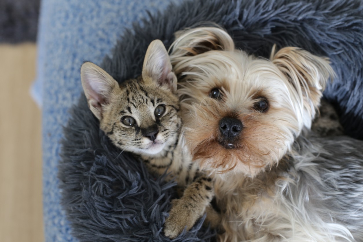 cat and dog hugging looking up