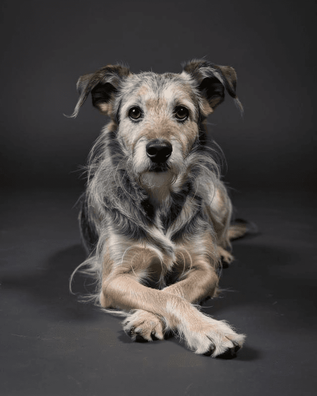 Dog Photography Portrait