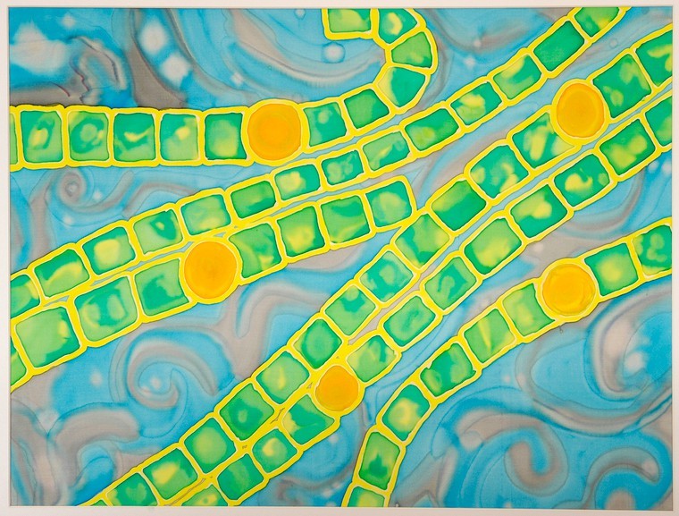 cyanobacteria