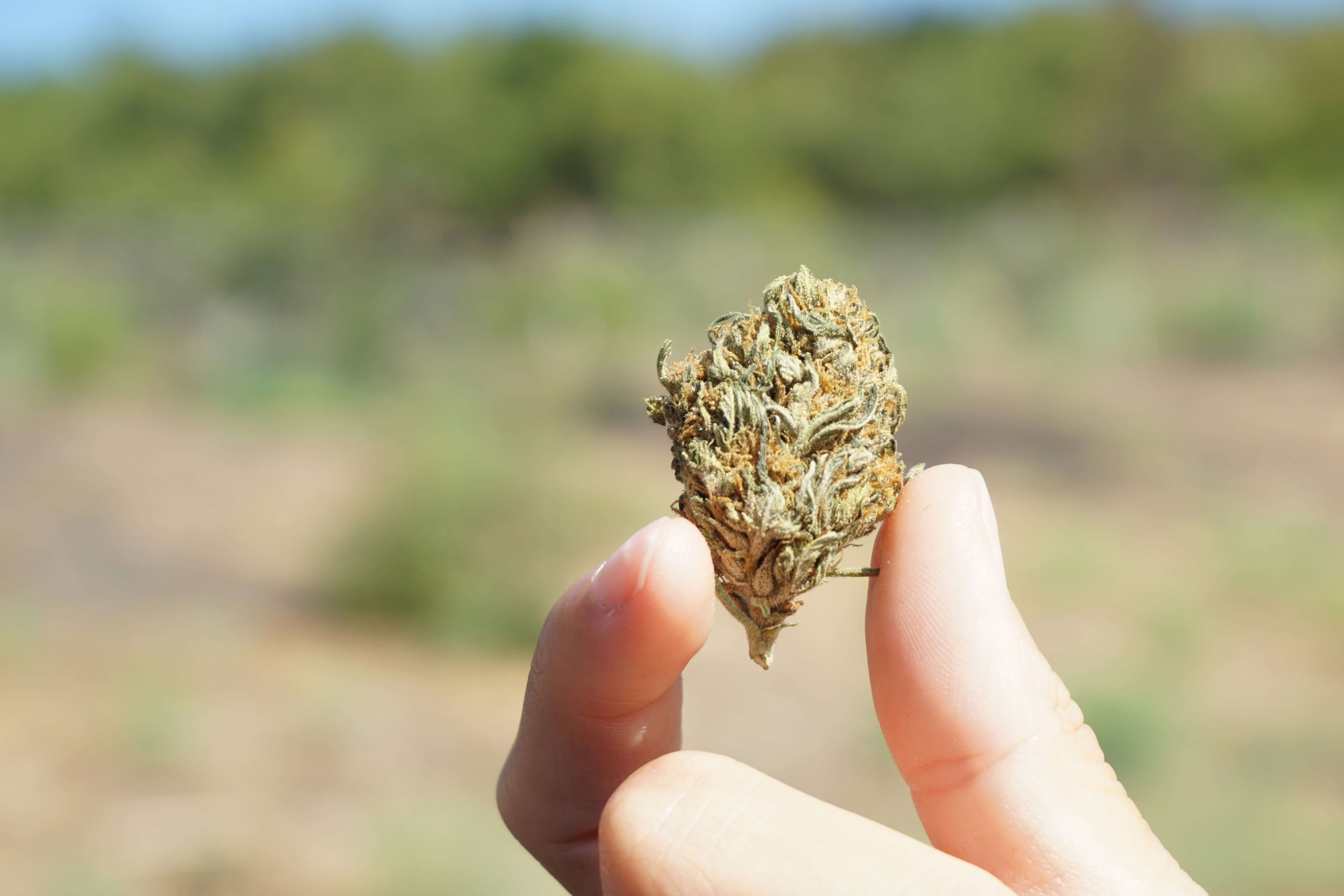 Zwie Finger halten eine Cannabis Knospe in die Luft