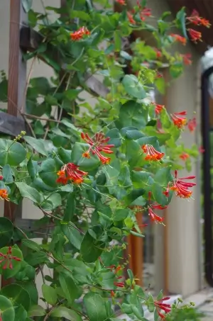 Zimolez Heckrottův - vděčná popínavka