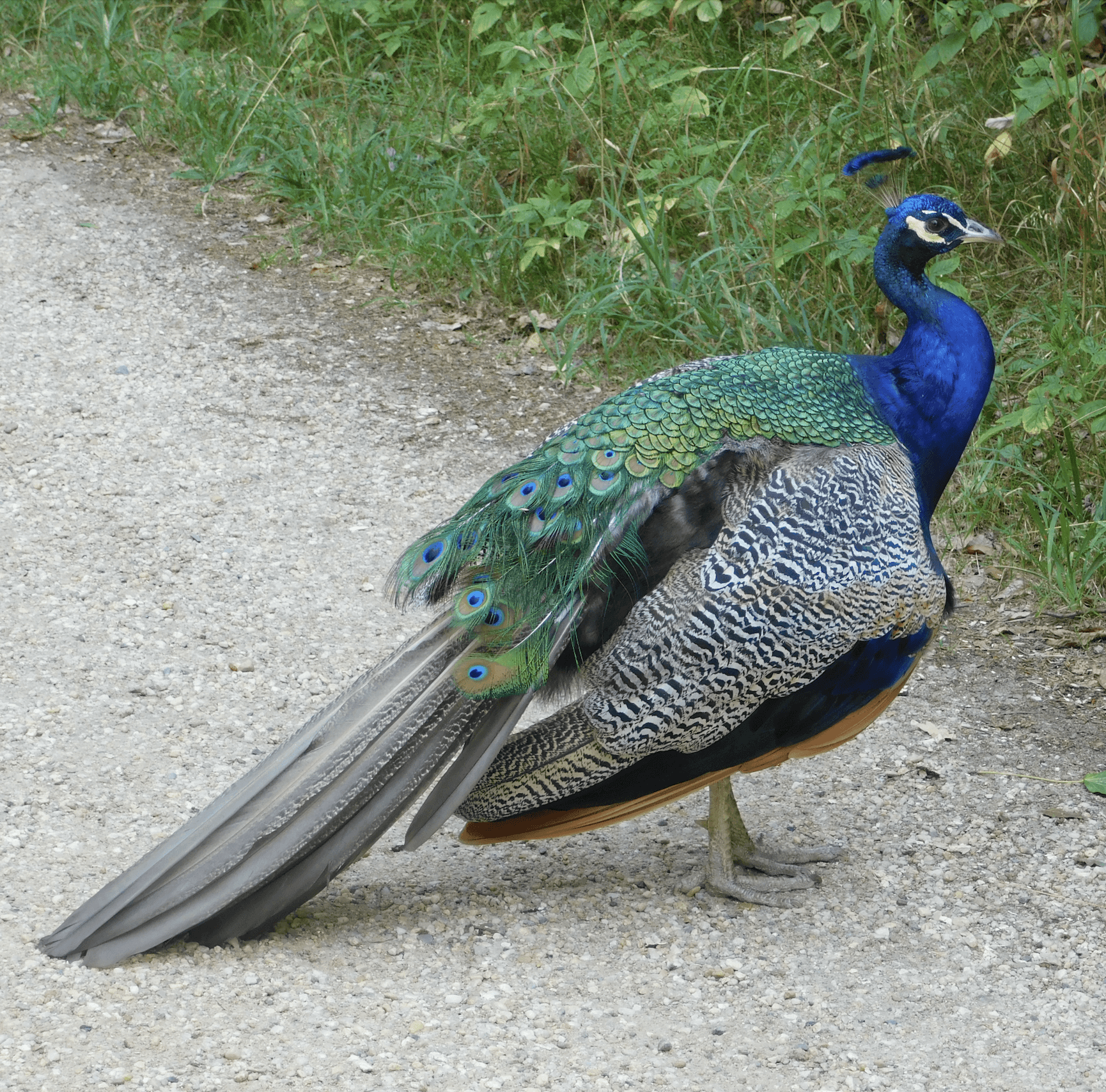 Indian Peafowl / Peacock