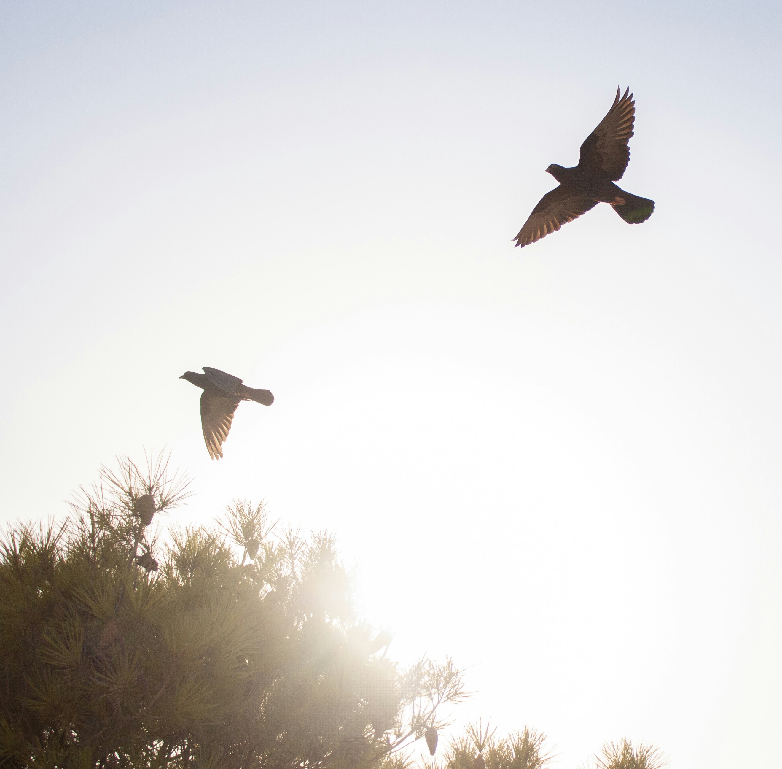 black and white bird flying during daytime