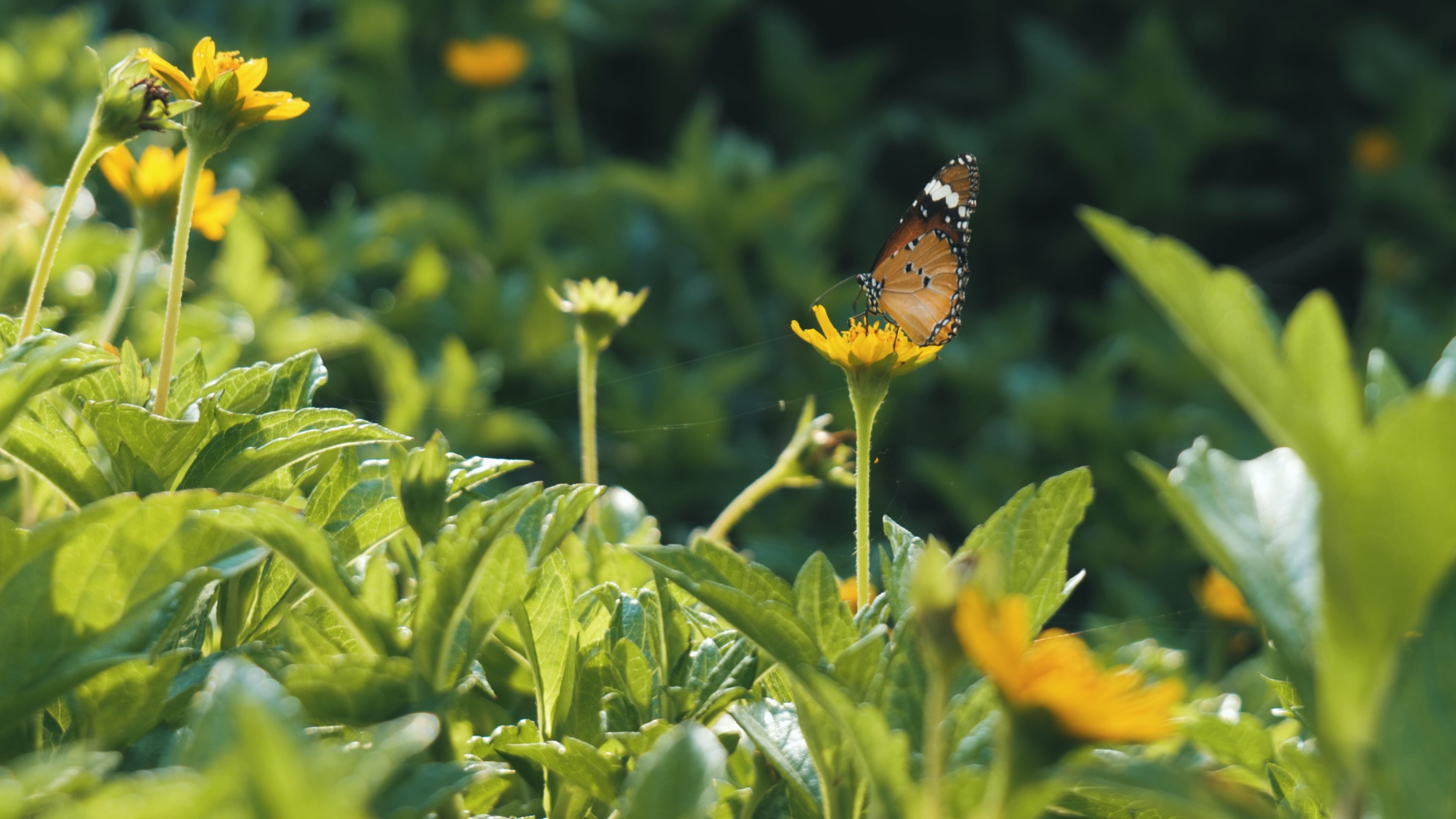 Butterfly collecting pollen in a lush, green field with yellow flowers (medium-closeup).