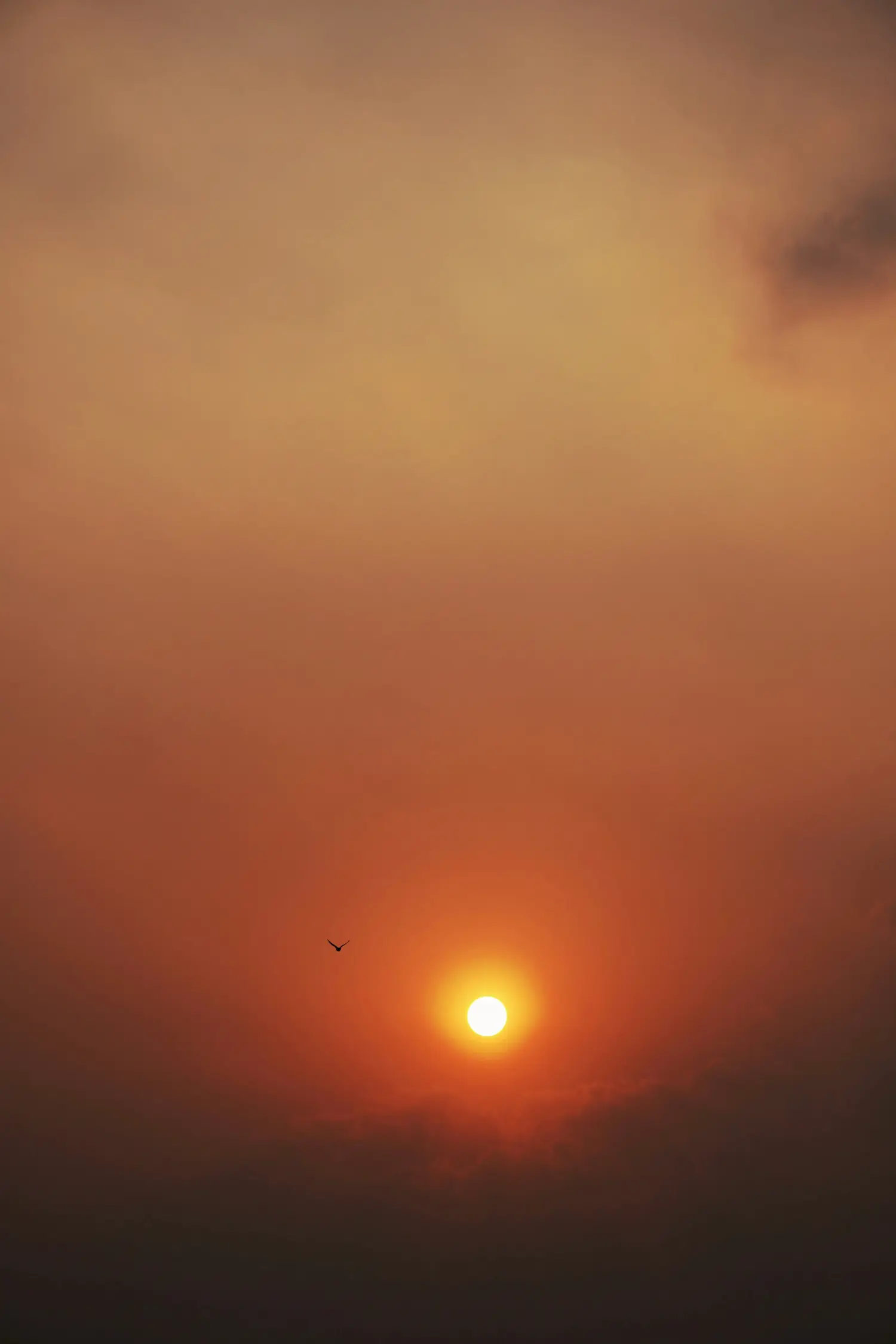 A glowing orange sunset with a bird flying across the horizon, representing the natural cycle of endings and beginnings—echoing the article’s themes of queerness, freedom from societal norms, and embracing change as a path to embodiment and liberation.
