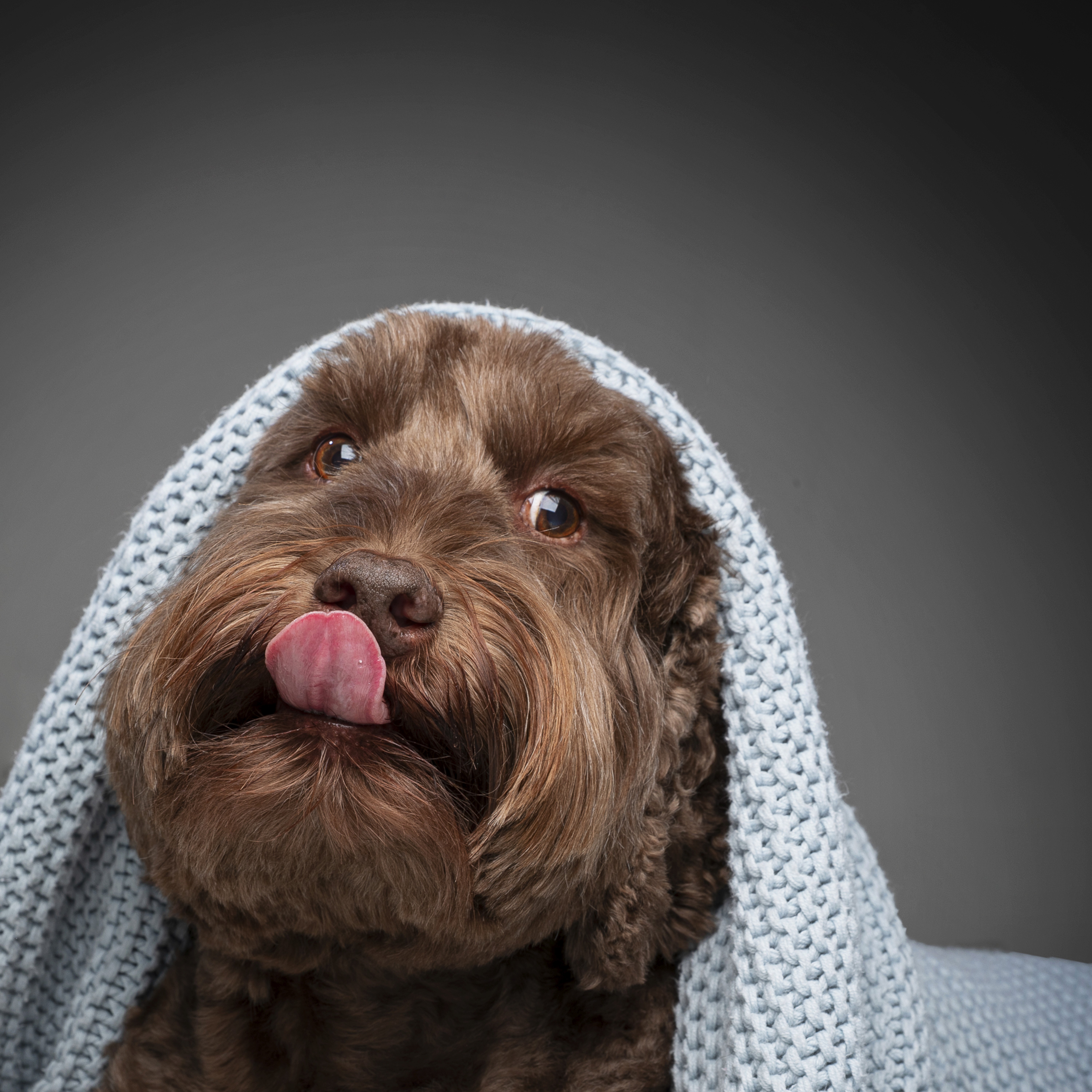 Tucker the therapy dog