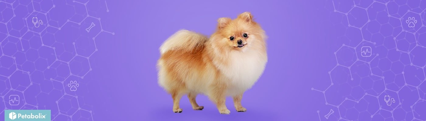 Pomeranian image
