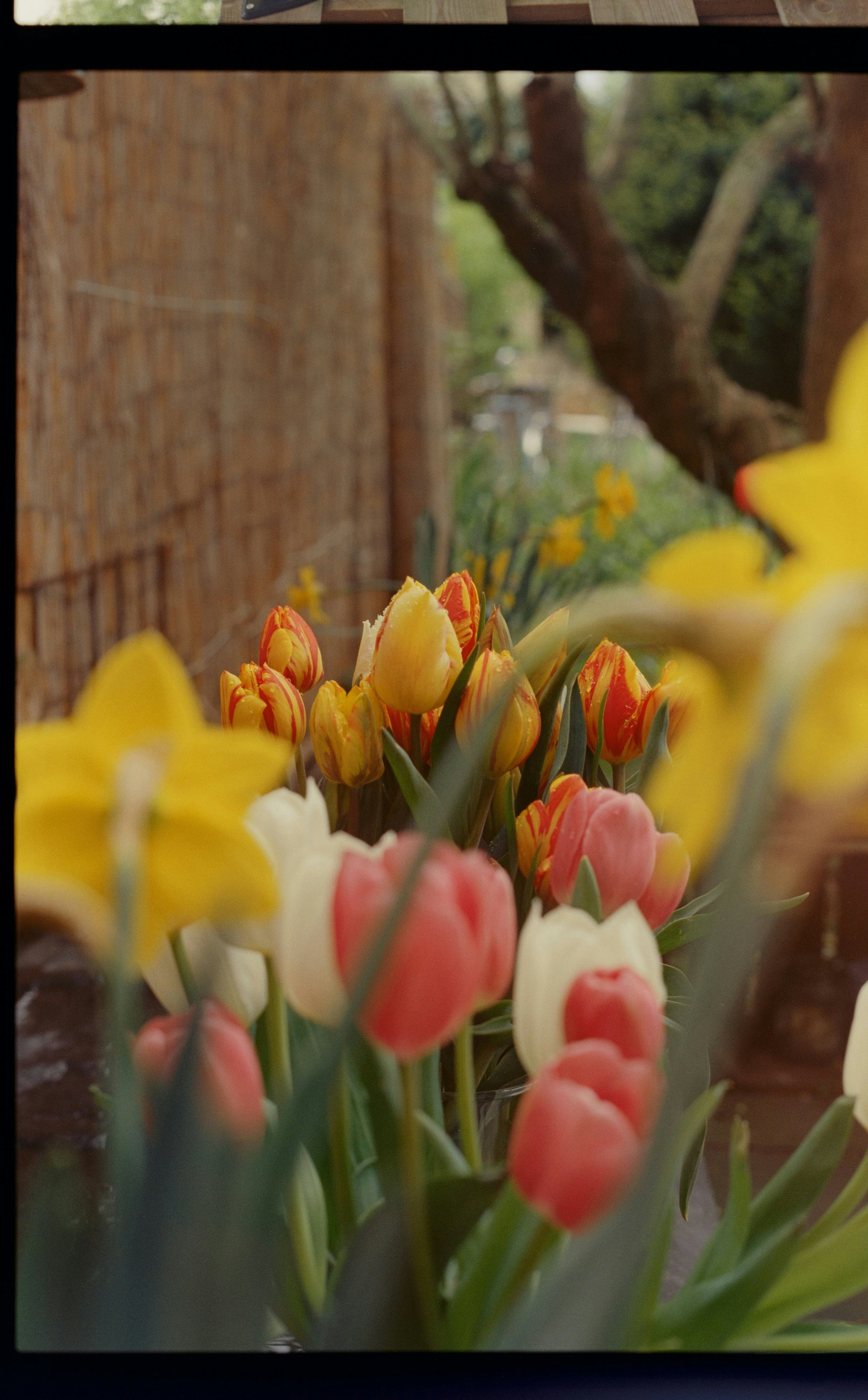 Colorful tulips and daffodils bloom in a garden.