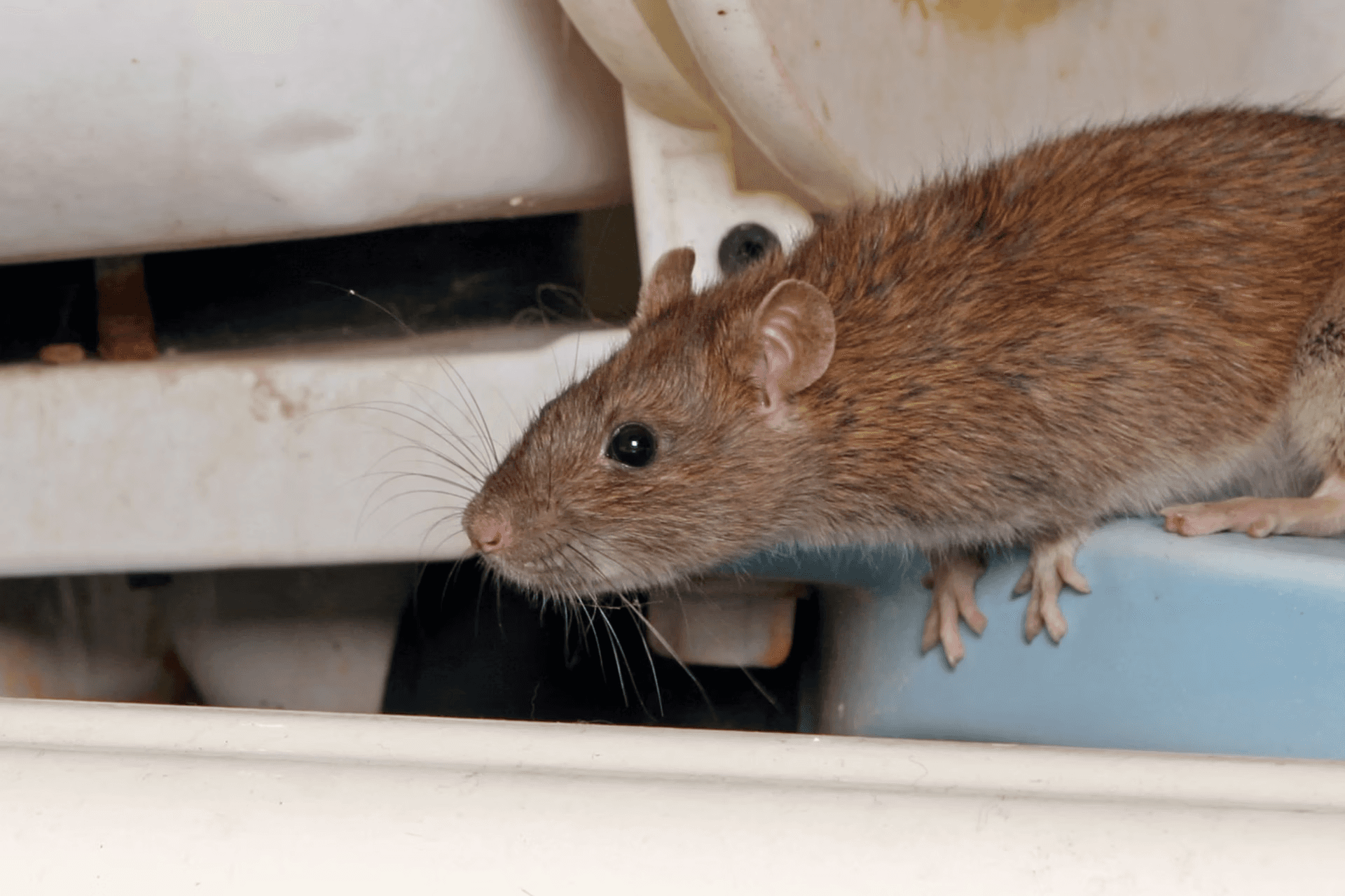 Twee ratten in huis