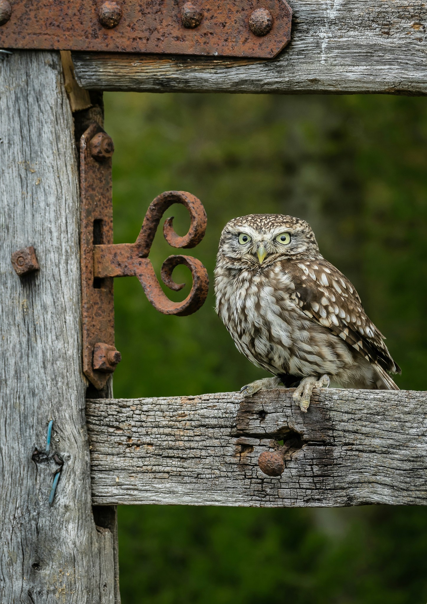 Owl on old gate