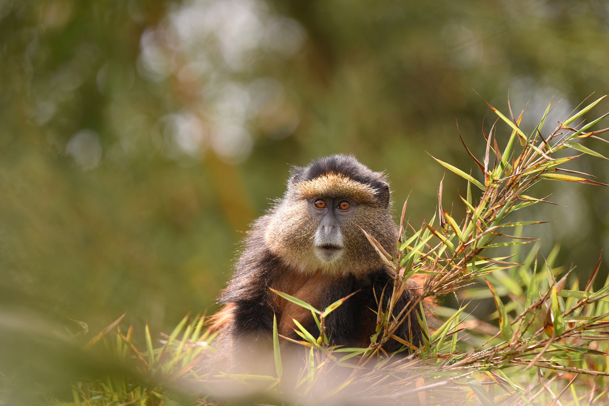A golden monkey peeks out from the bamboo, quietly nibbling on a shoot in the forests of Mgahinga.