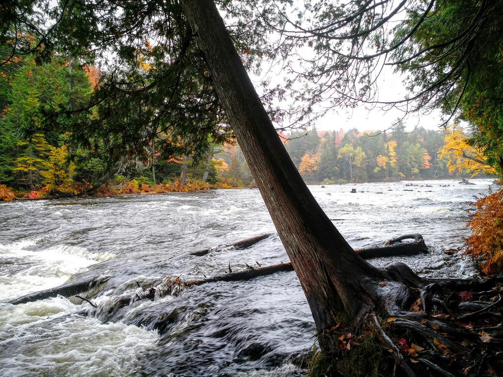A serene river flows past a tree, surrounded by lush greenery and autumn foliage.