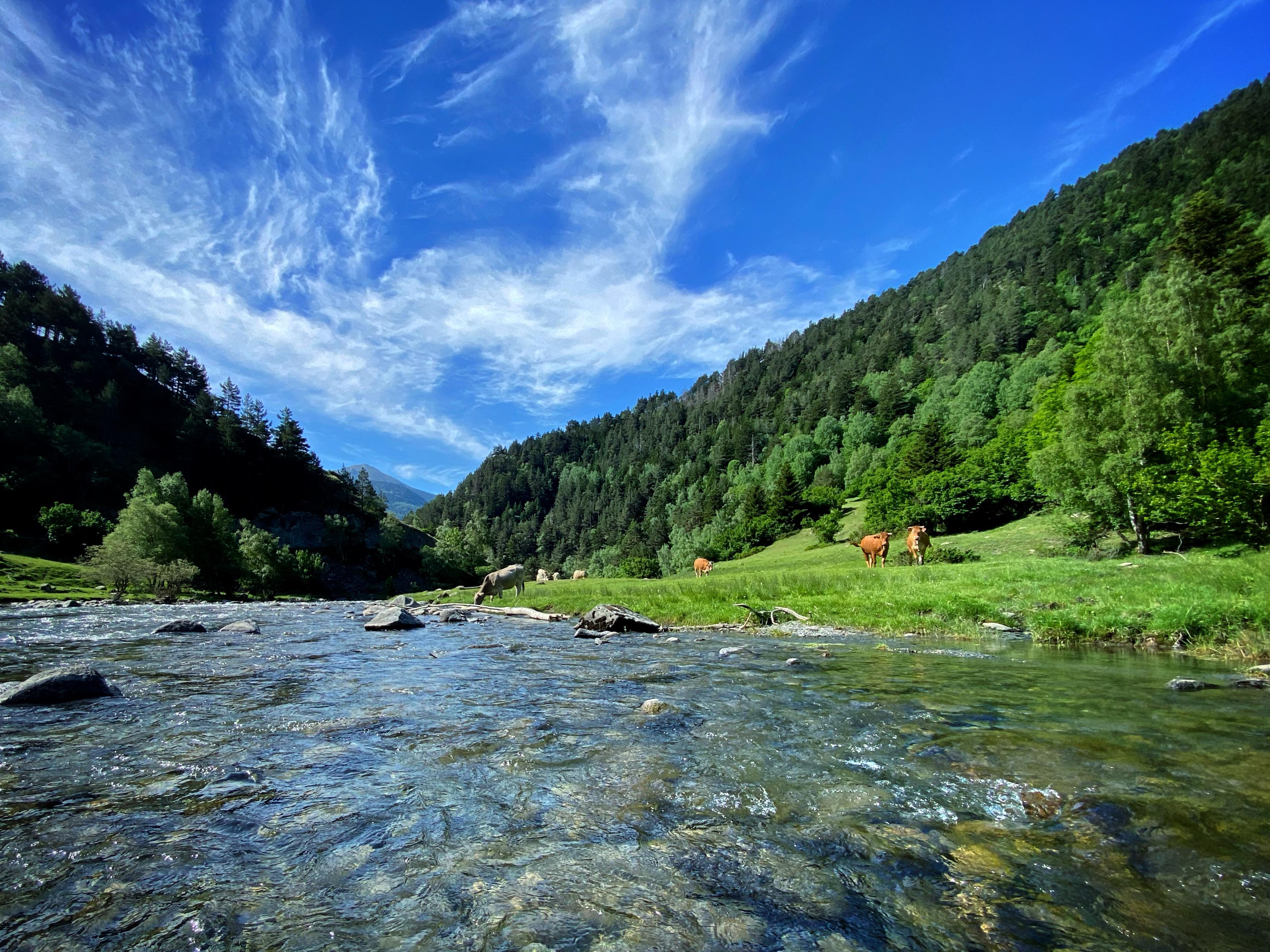 Peaceful fly fishing in the Pyrenees: catching wild trout in the crystal-clear rivers of the French mountains.