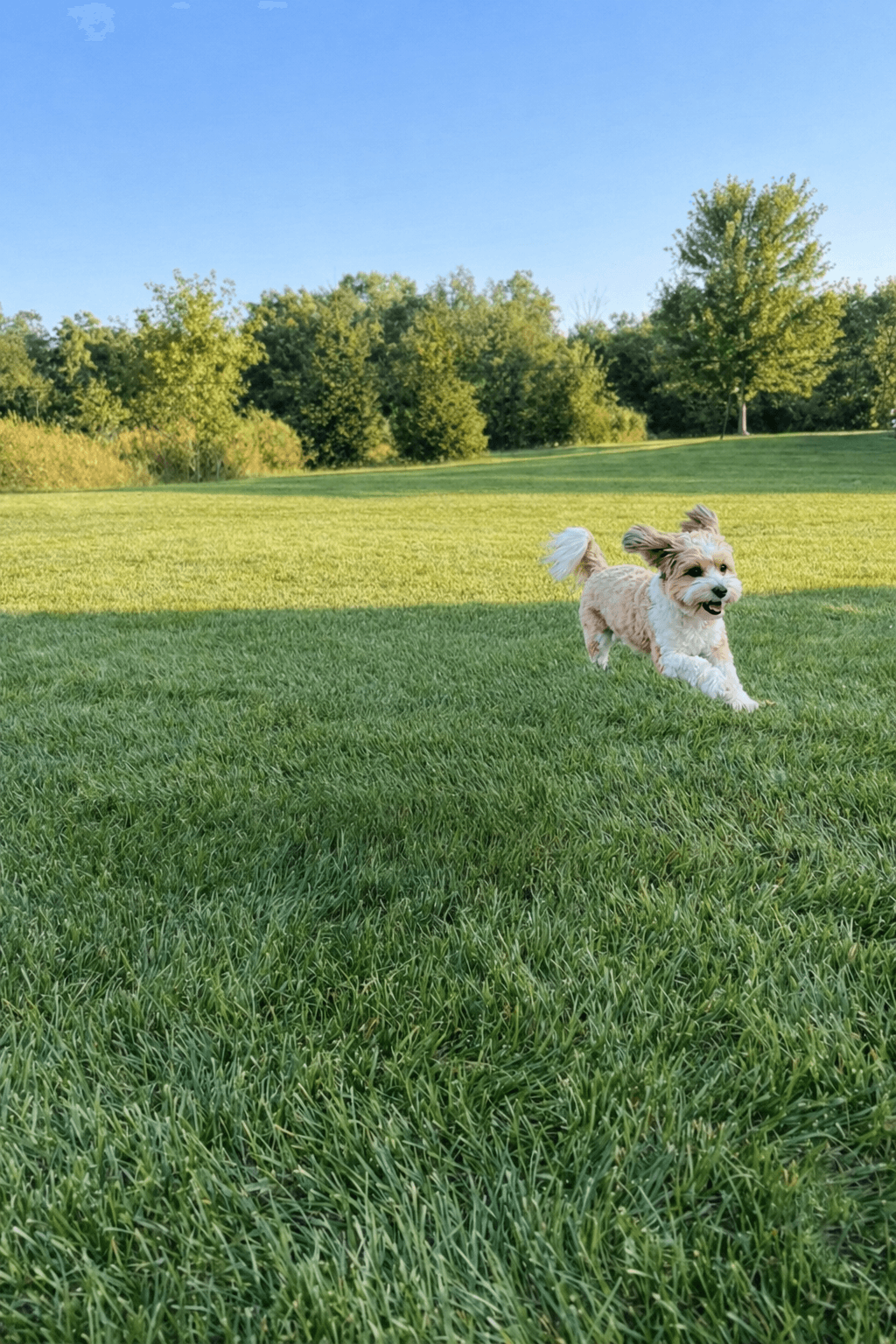 cute dog running in open field