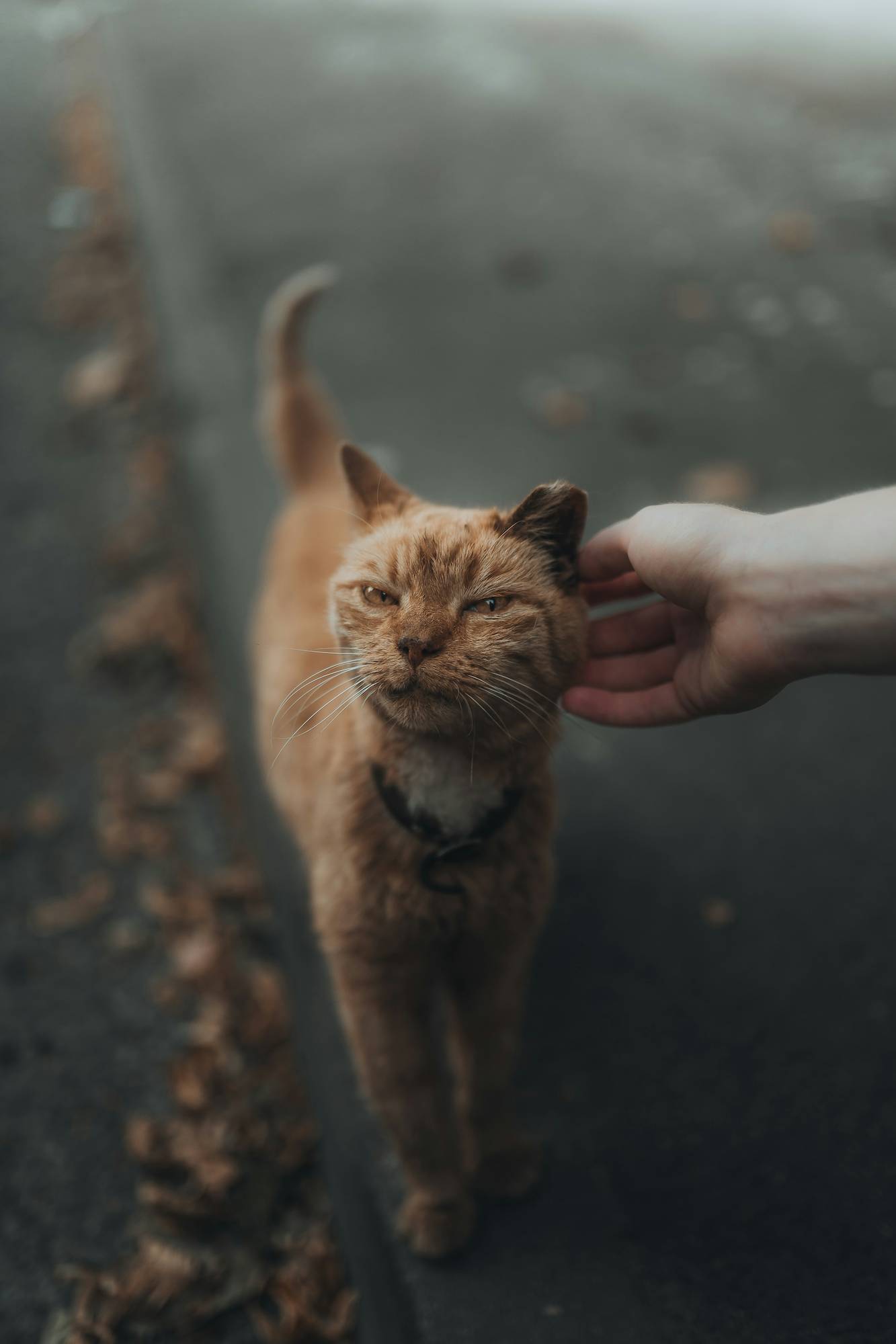 A lost cat on a city street