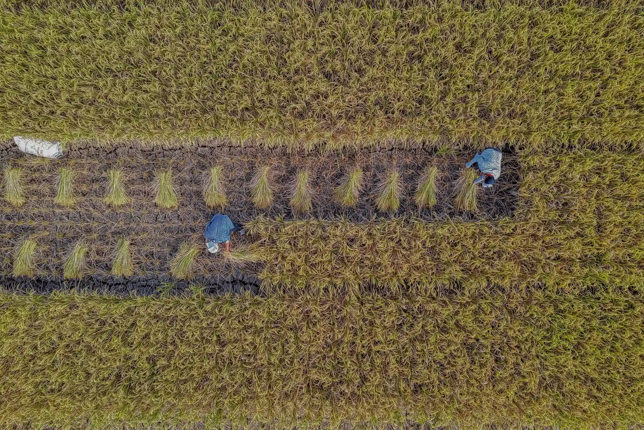 Maquinaria agrícola trabajando sobre surcos de cultivo