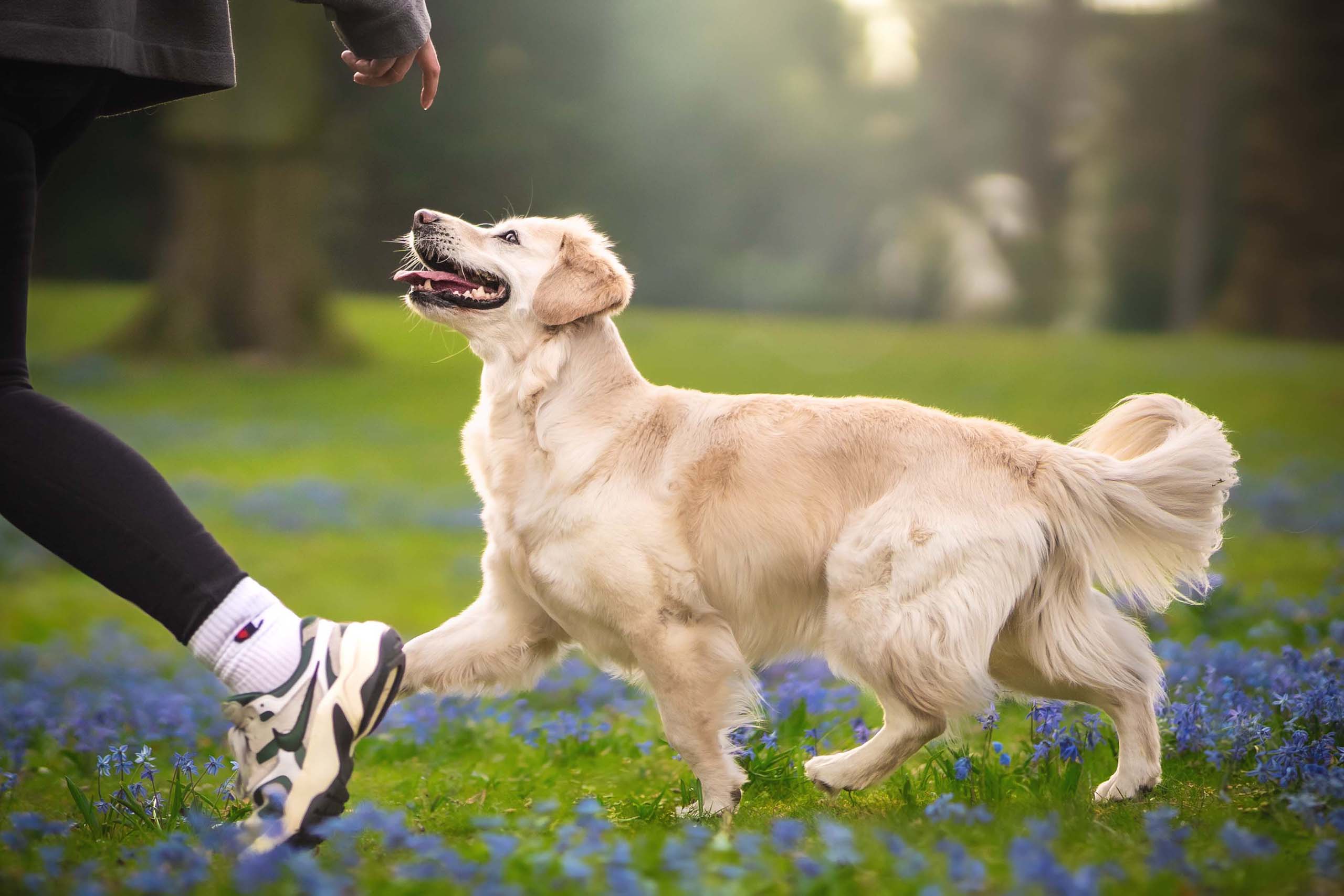 Weißer Mischlingshund ist am Hundeführer orientiert