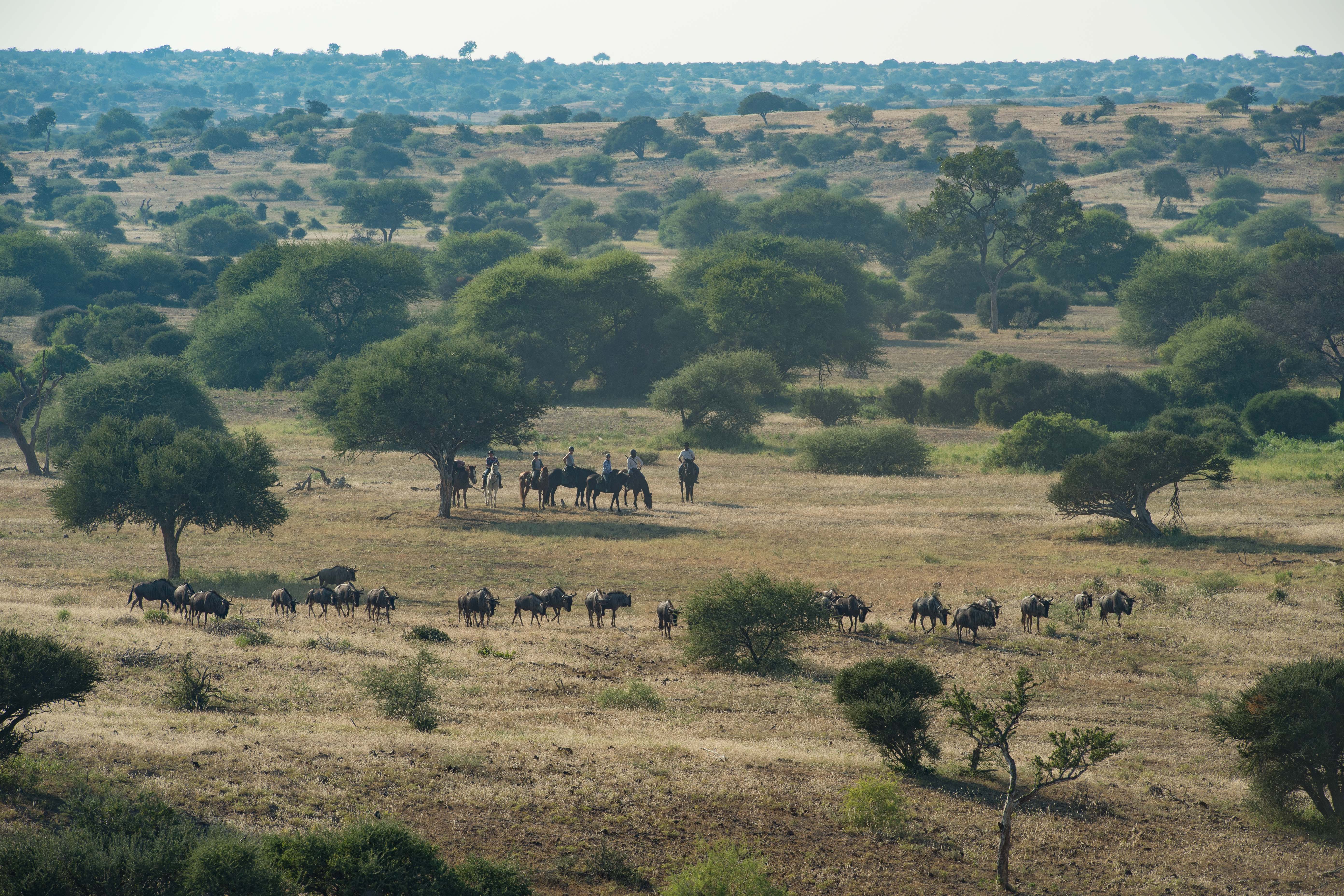 Tuli Safari, Botswana. En lång rad gnuer rör sig över slätterna med ryttarna i bakgrunden – ett klassiskt motiv från en ridsemester i Botswana.