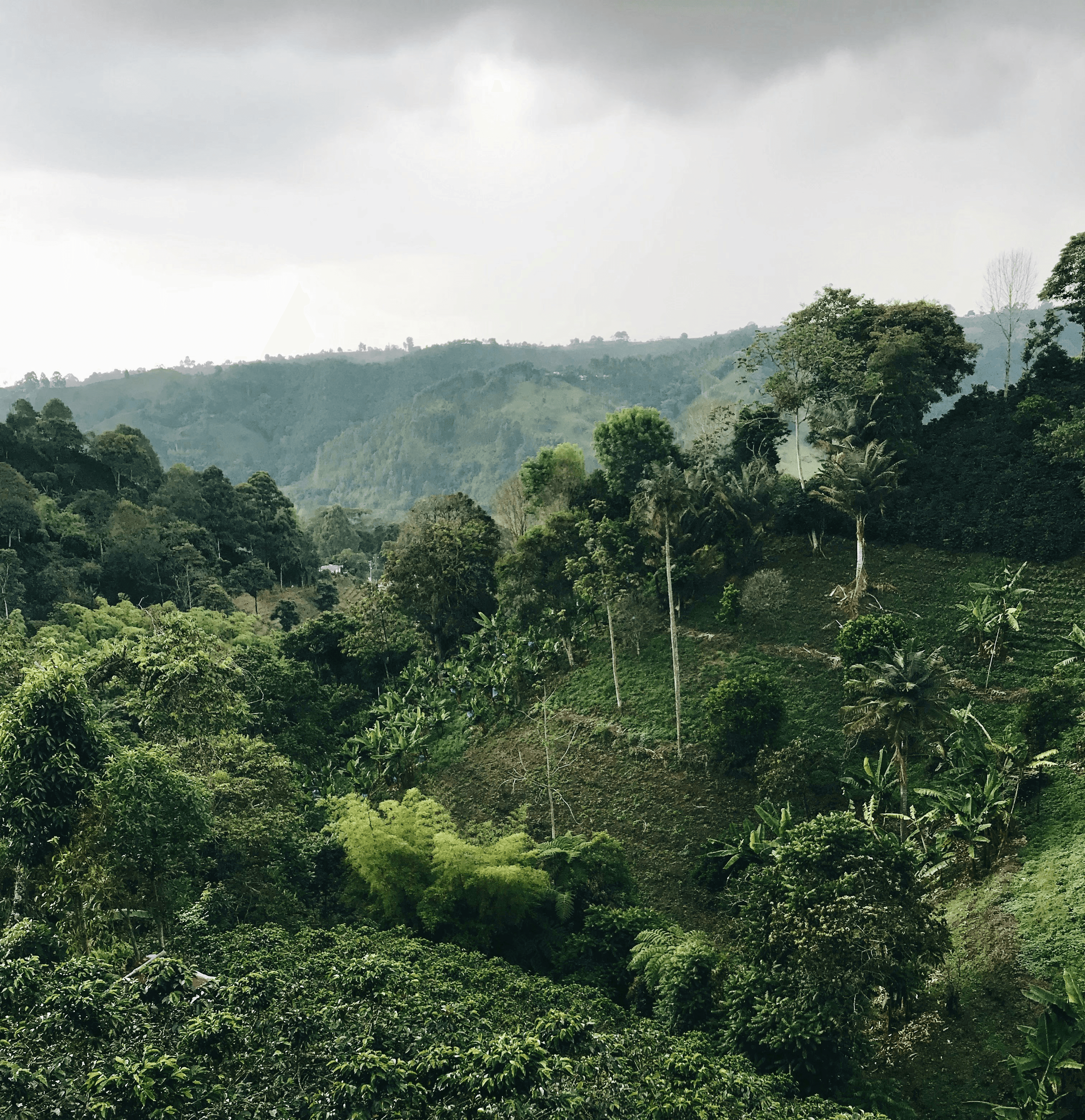 aerial photography of forest