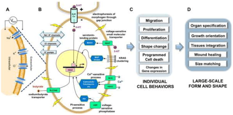 Electric behaviour image