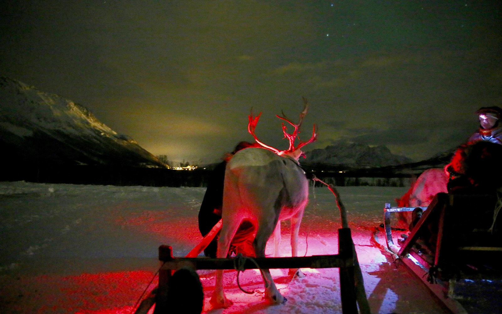 Reindeer sledding at night with mountains and faint Northern Lights in the background.