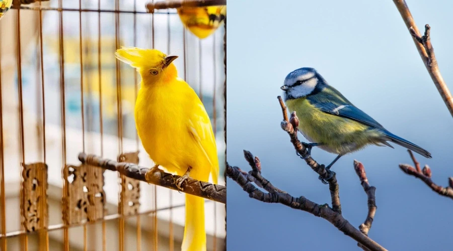 Metafora tra uccello in gabbia e uccello libero in natura, libertà e autosufficienza secondo Madre Natura Educamp
