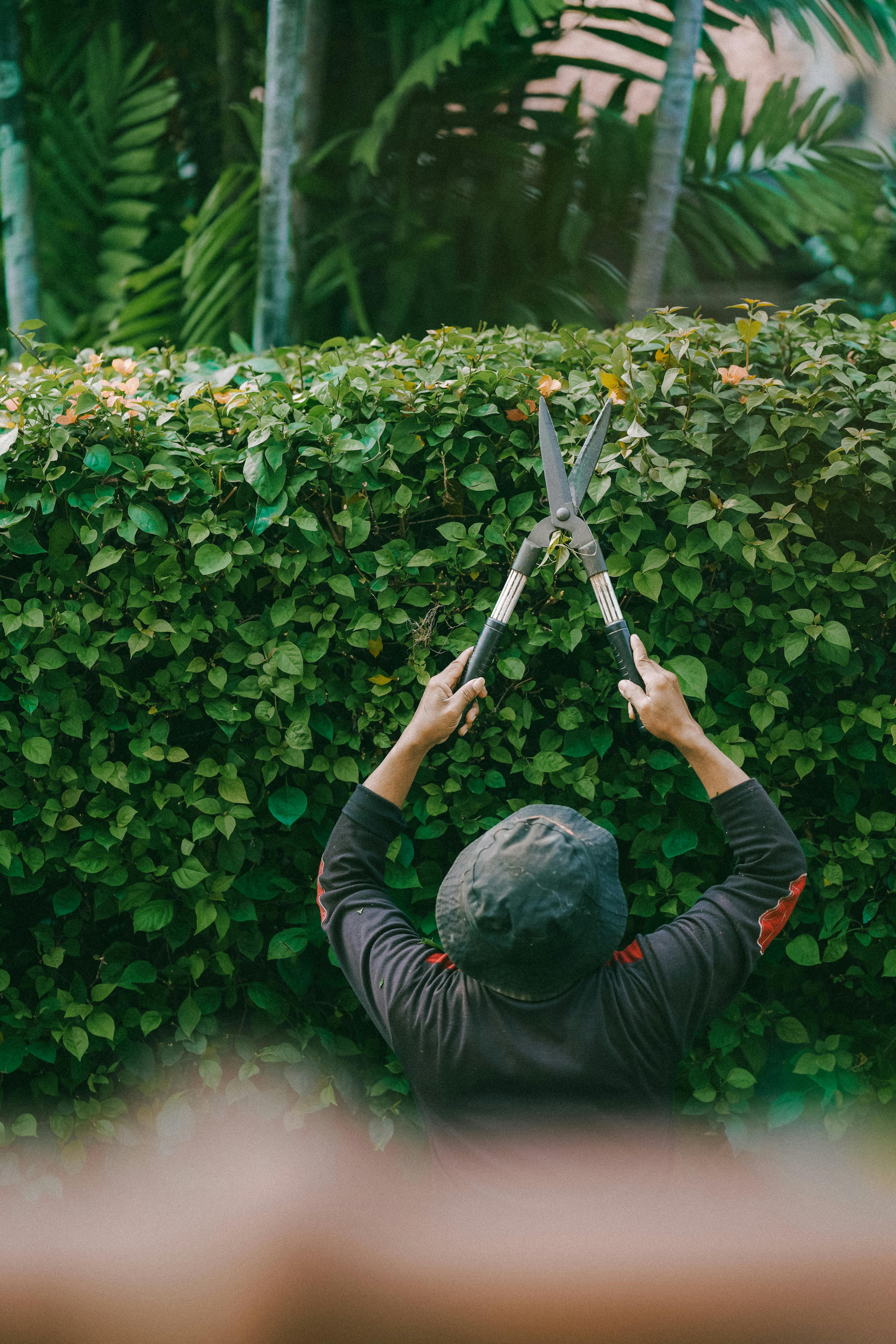 garden maintenance services in wellington