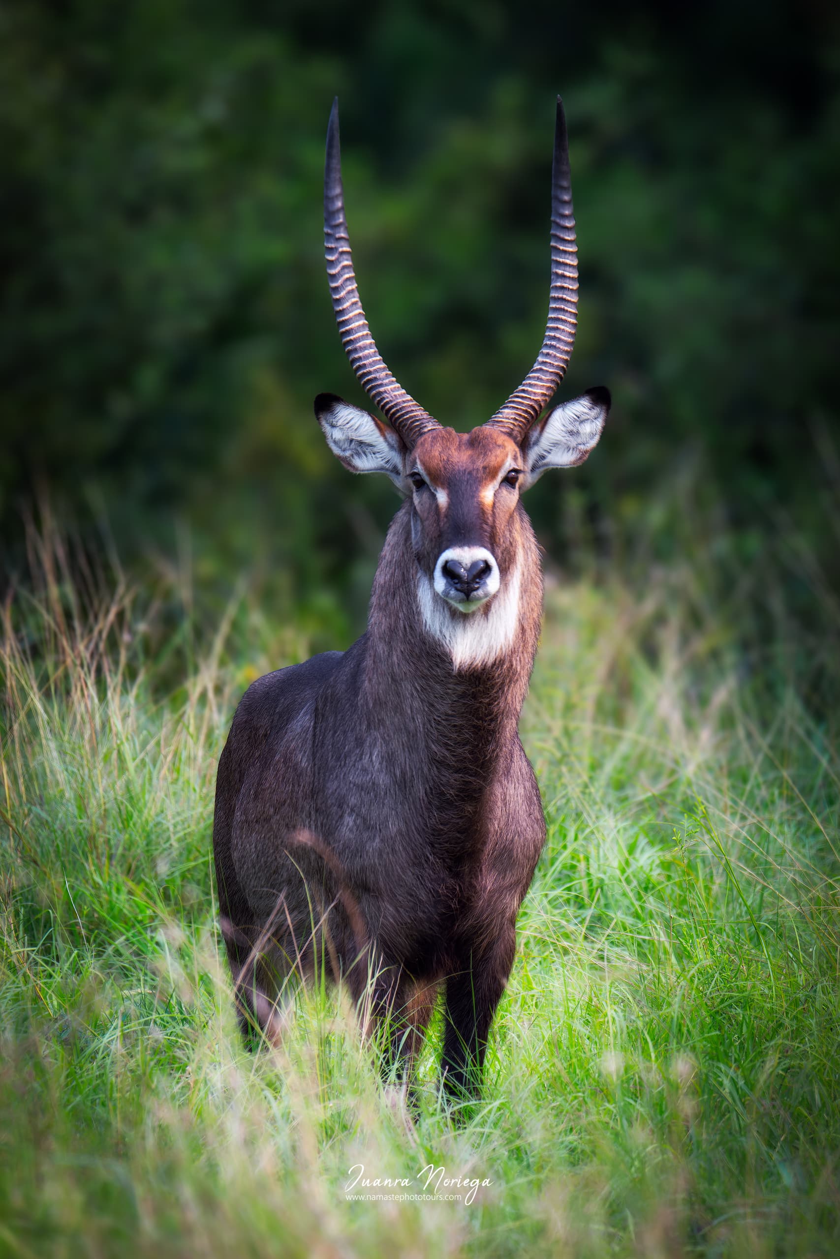 Cobo de agua en Uganda