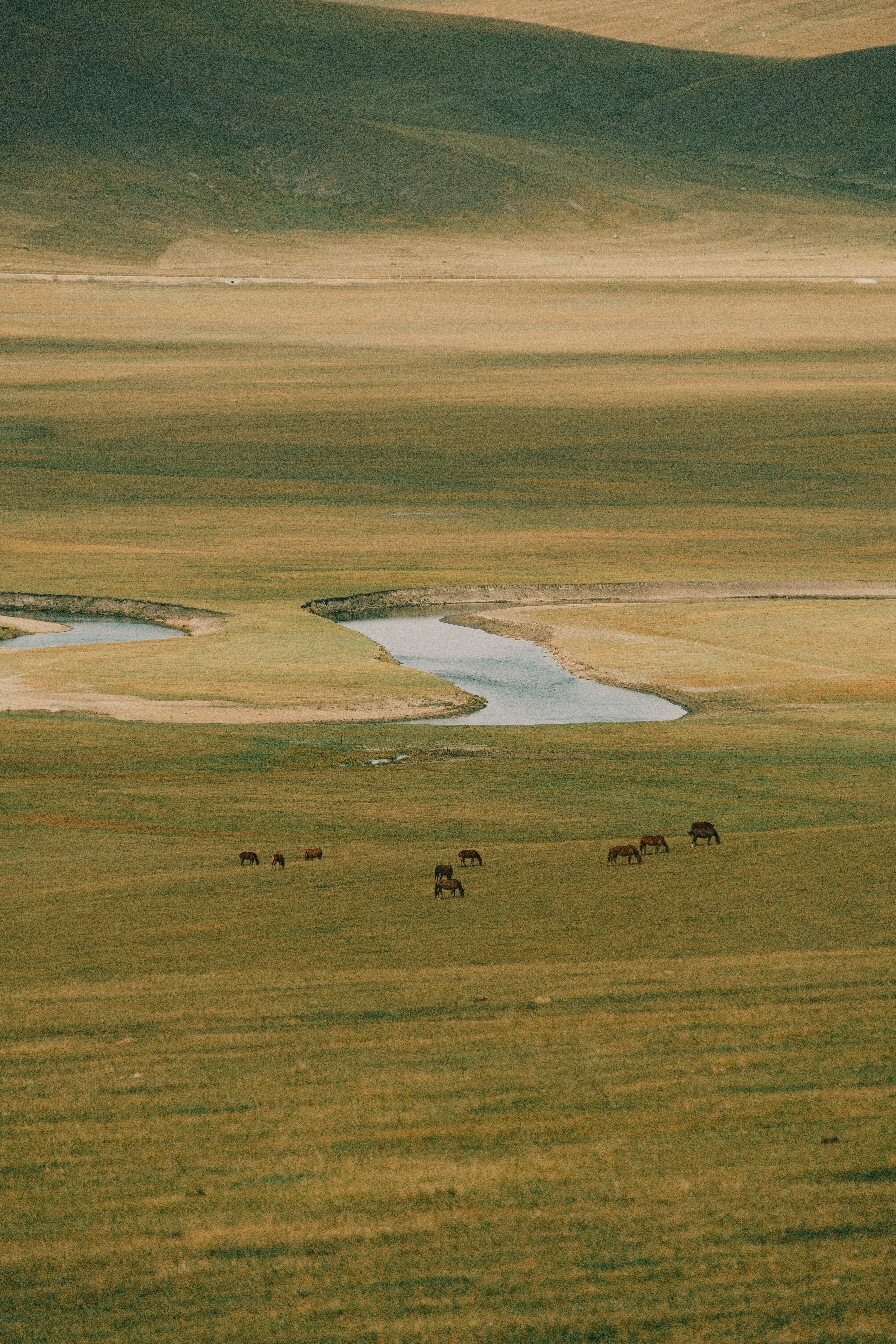 Horses grazing in a vast, sunlit grassy plain.